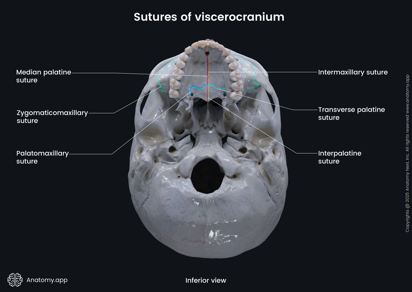 Sutures of viscerocranium (inferior view) | Anatomy.app