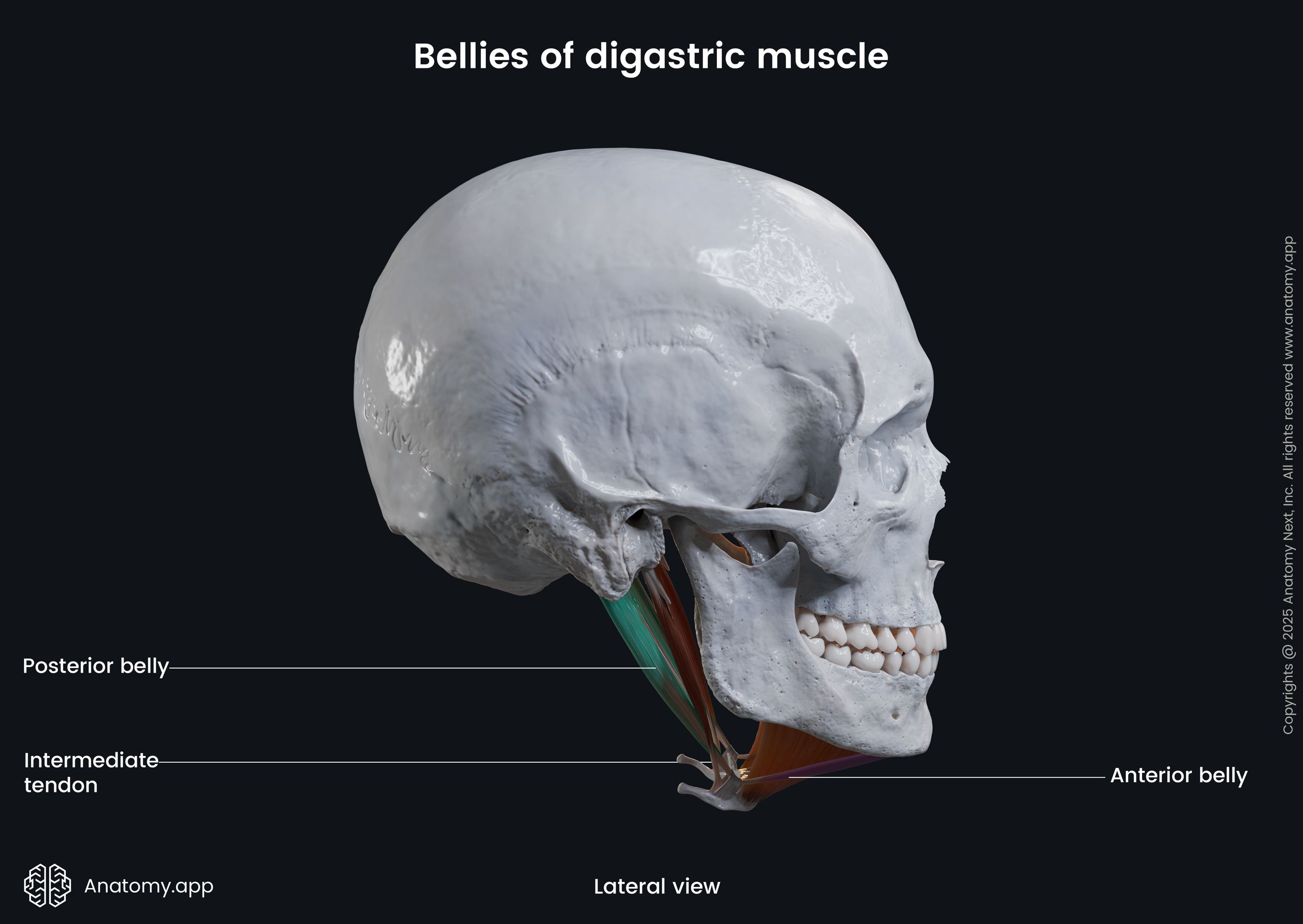 Bellies of digastric muscle (lateral view)