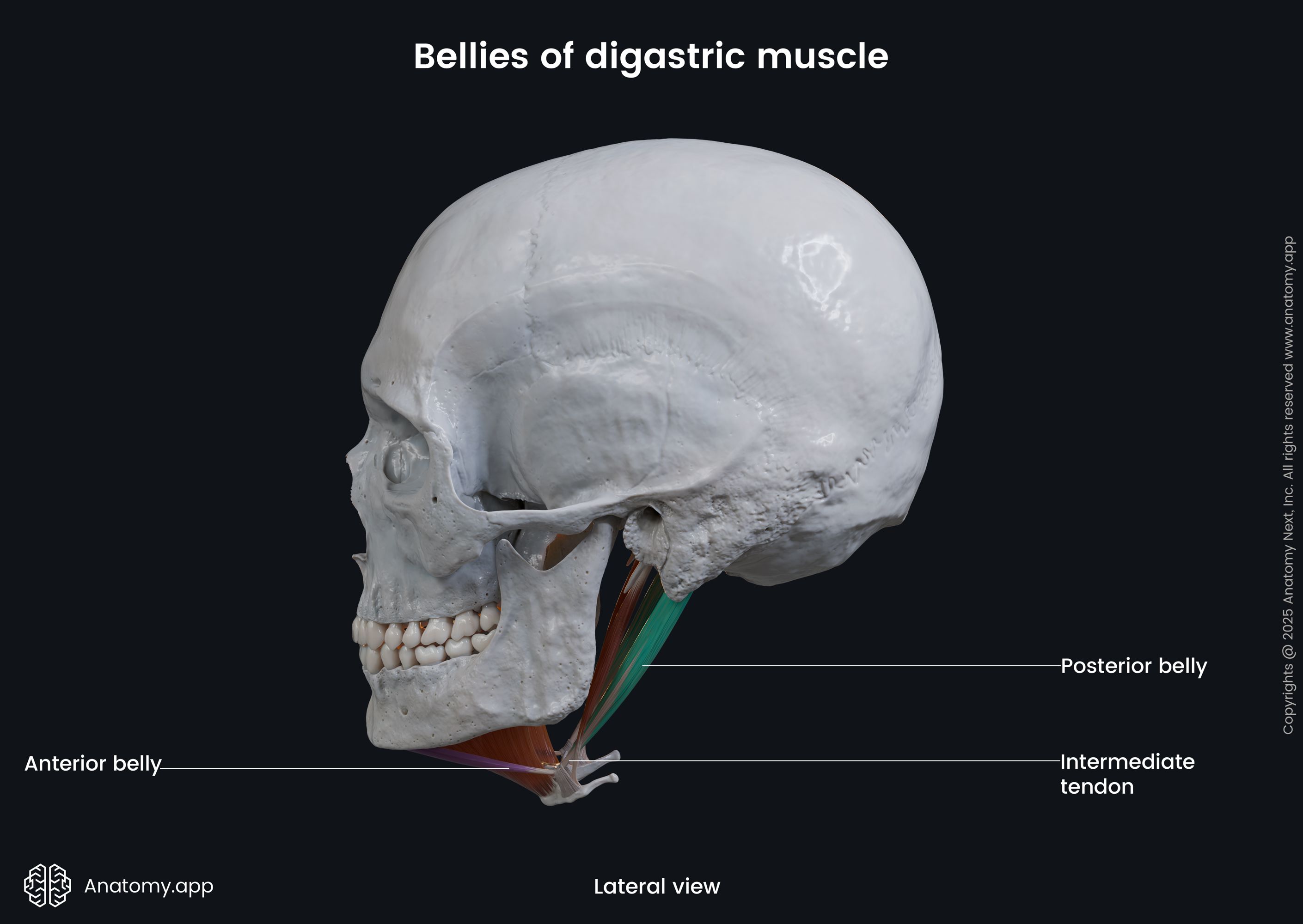 Bellies of digastric muscle (lateral view)