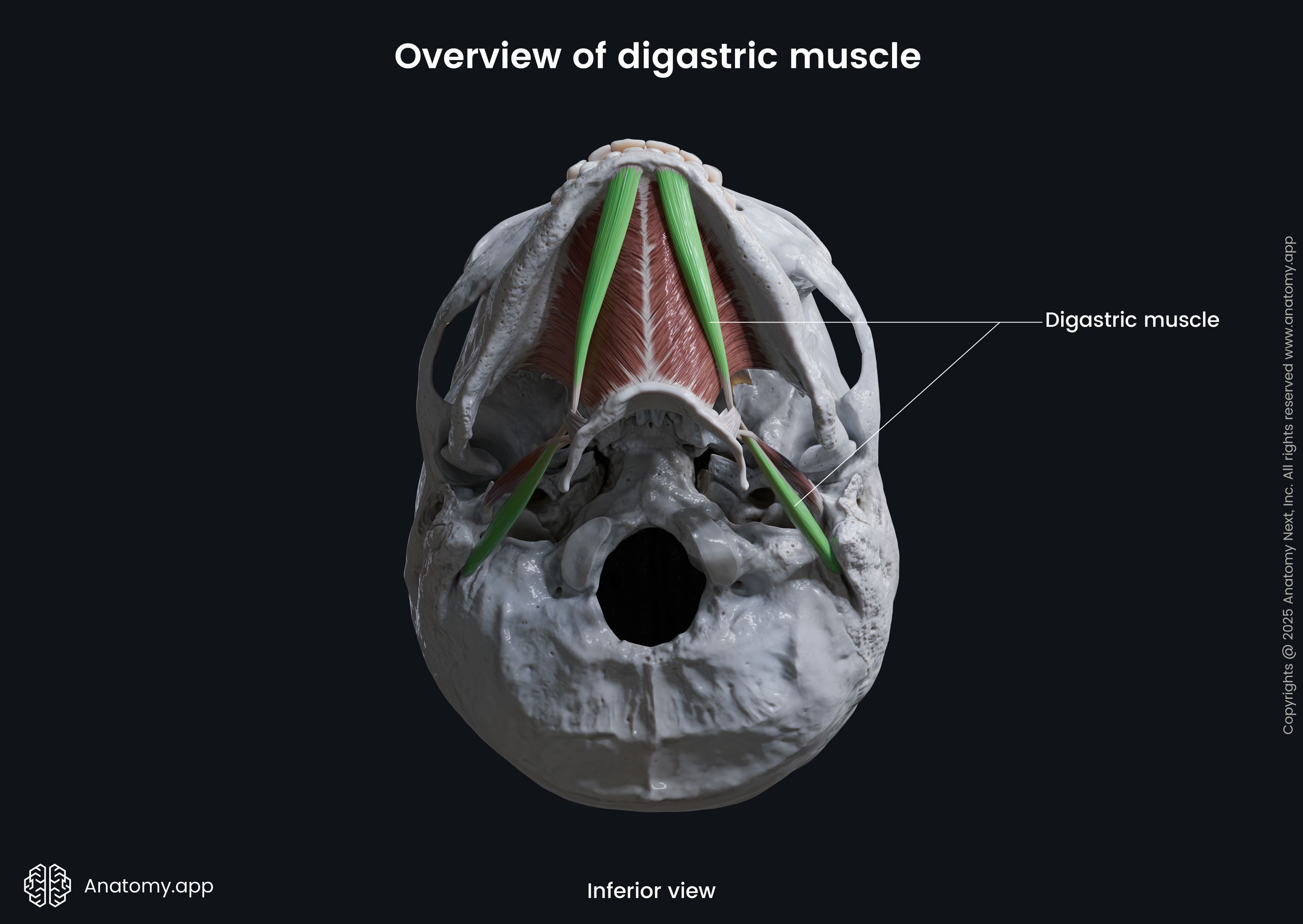 Digastric muscle (inferior view)