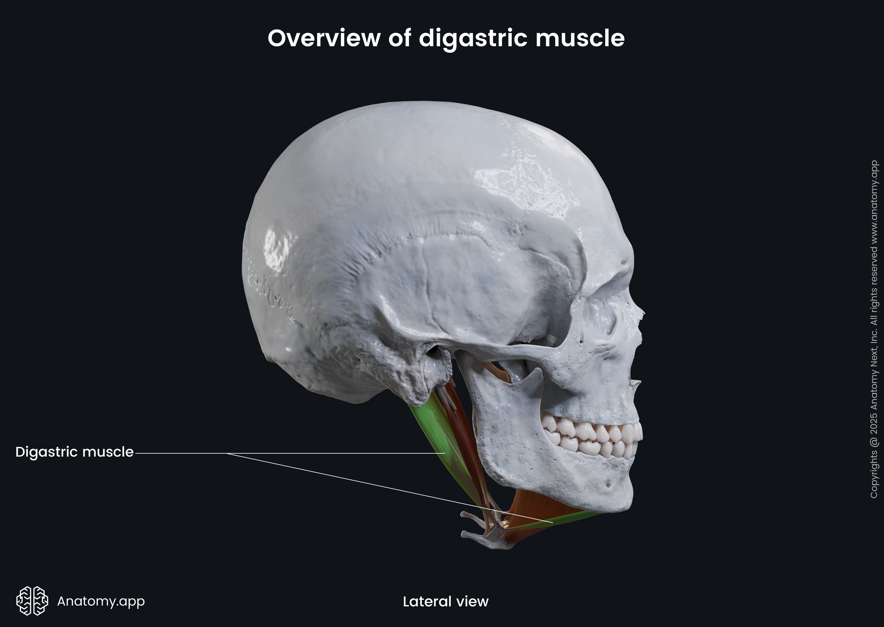 Digastric muscle (lateral view)
