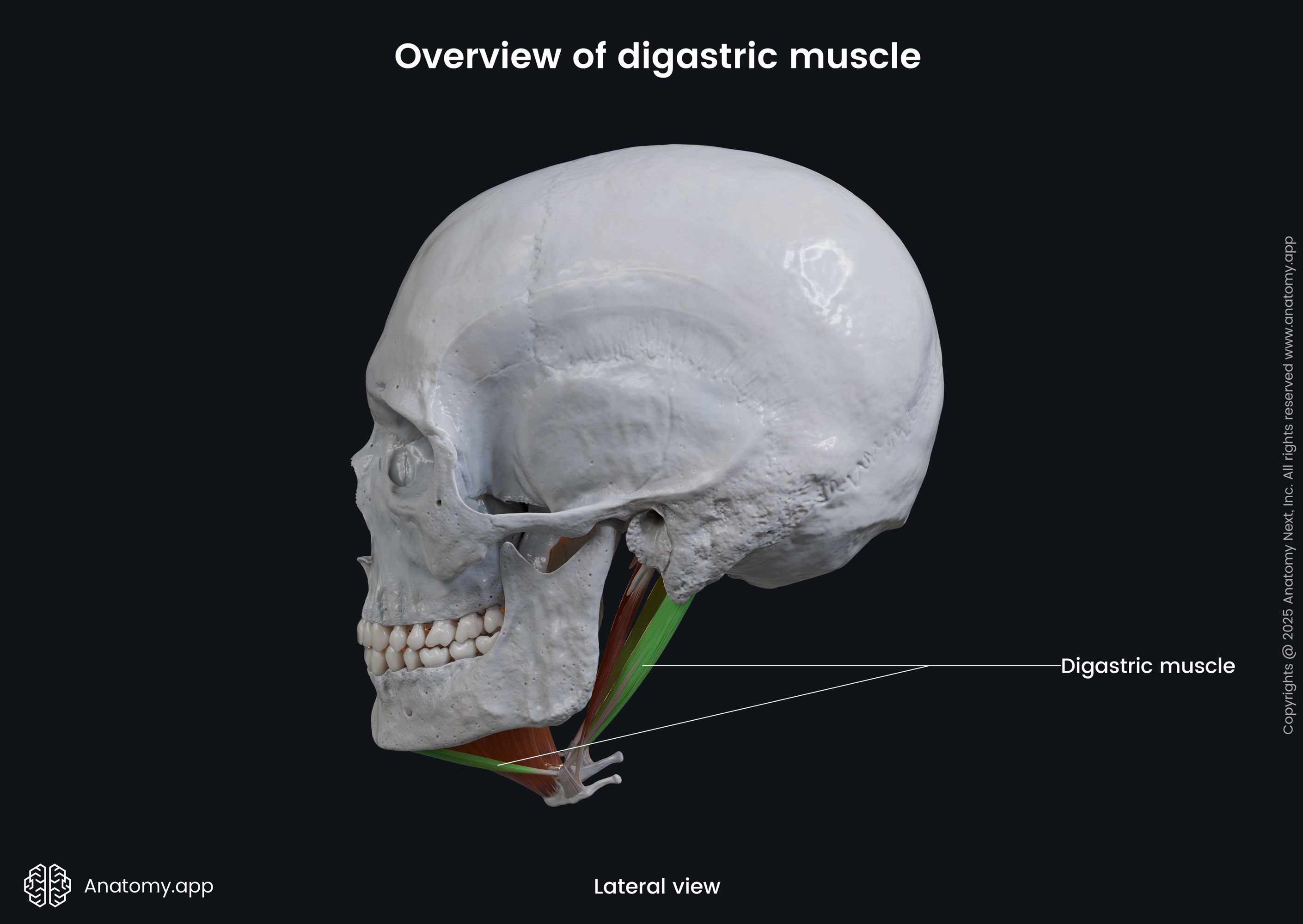 Digastric muscle (lateral view)