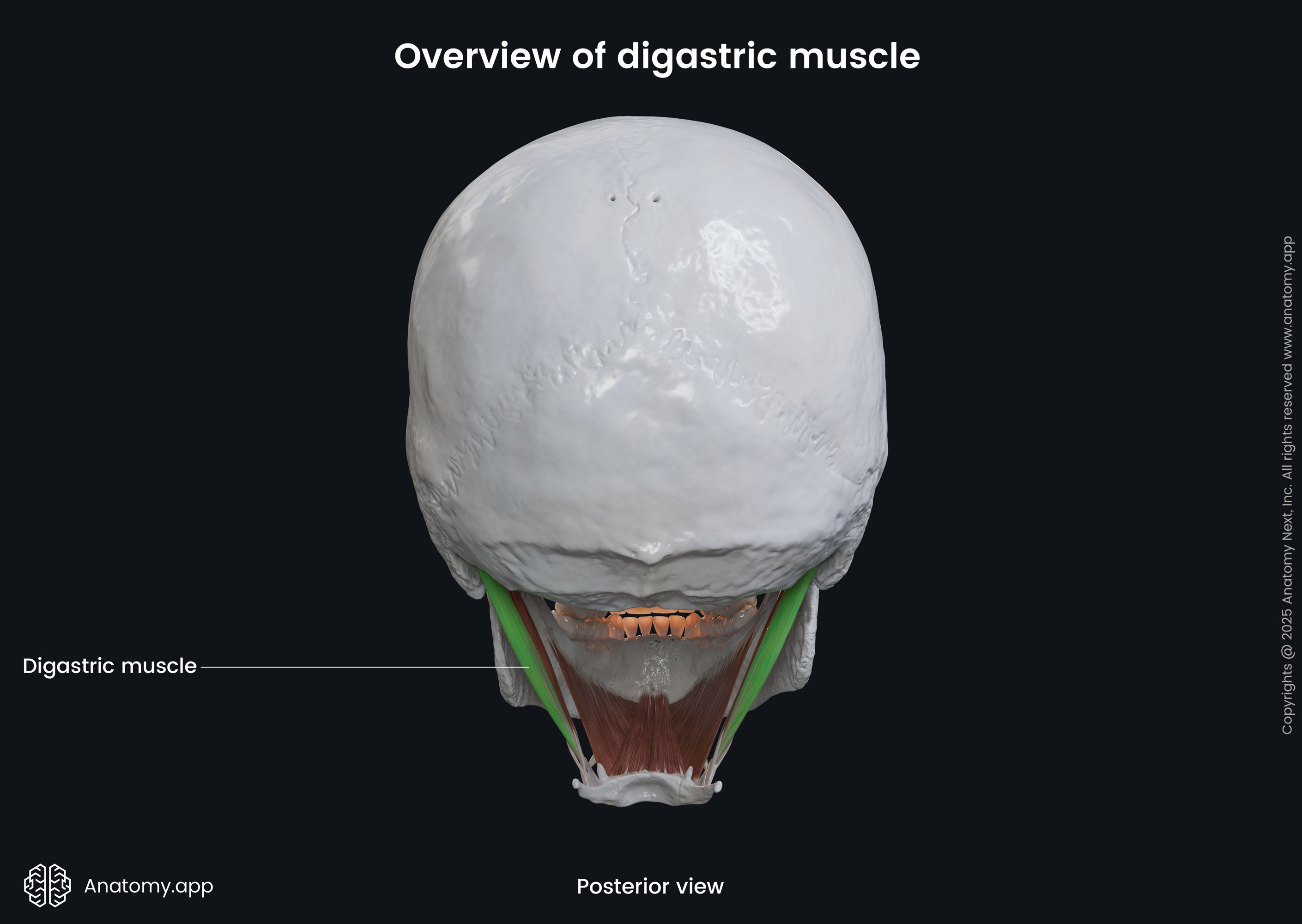 Digastric muscle (posterior view)