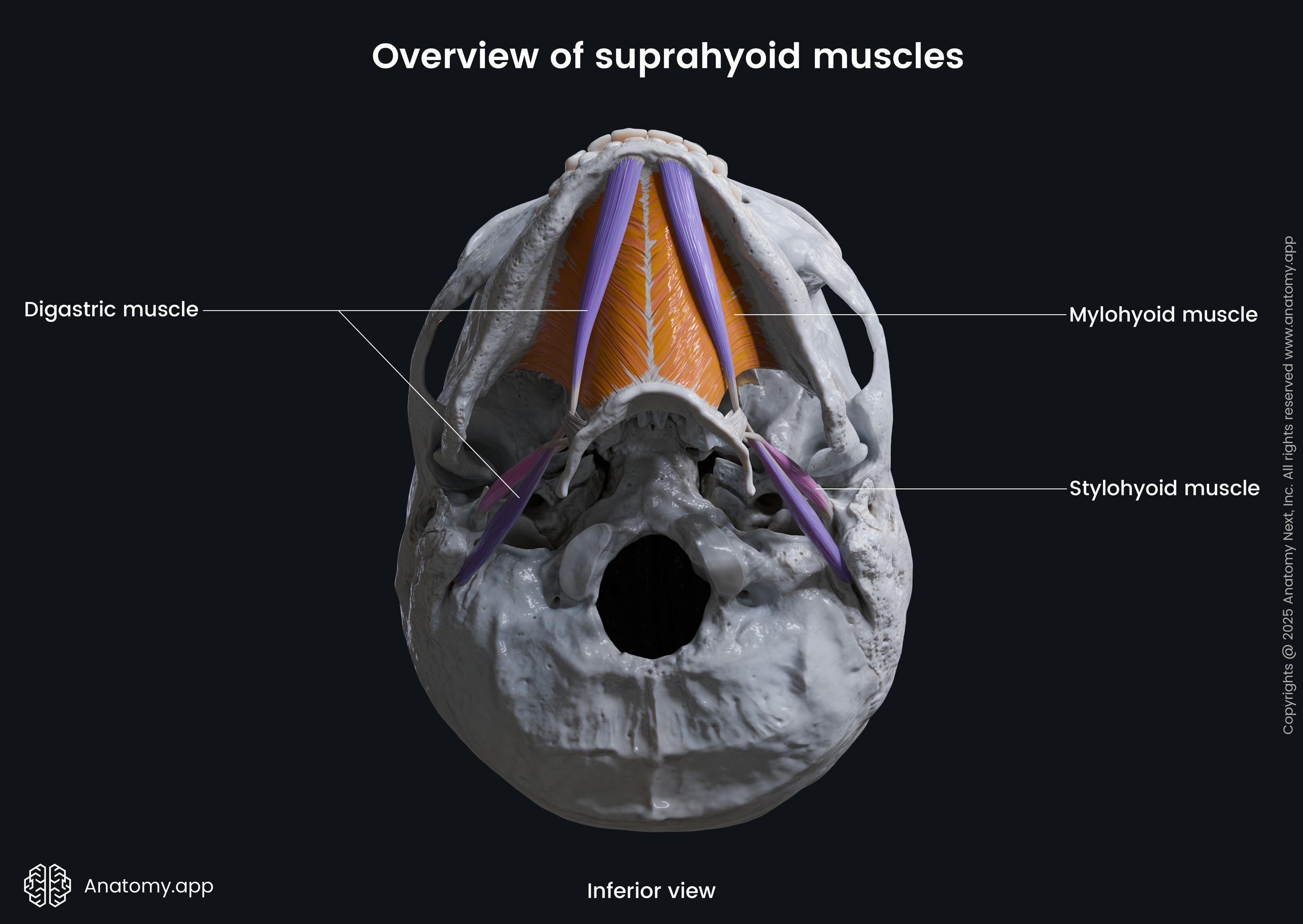 Overview of suprahyoid muscles (inferior view)