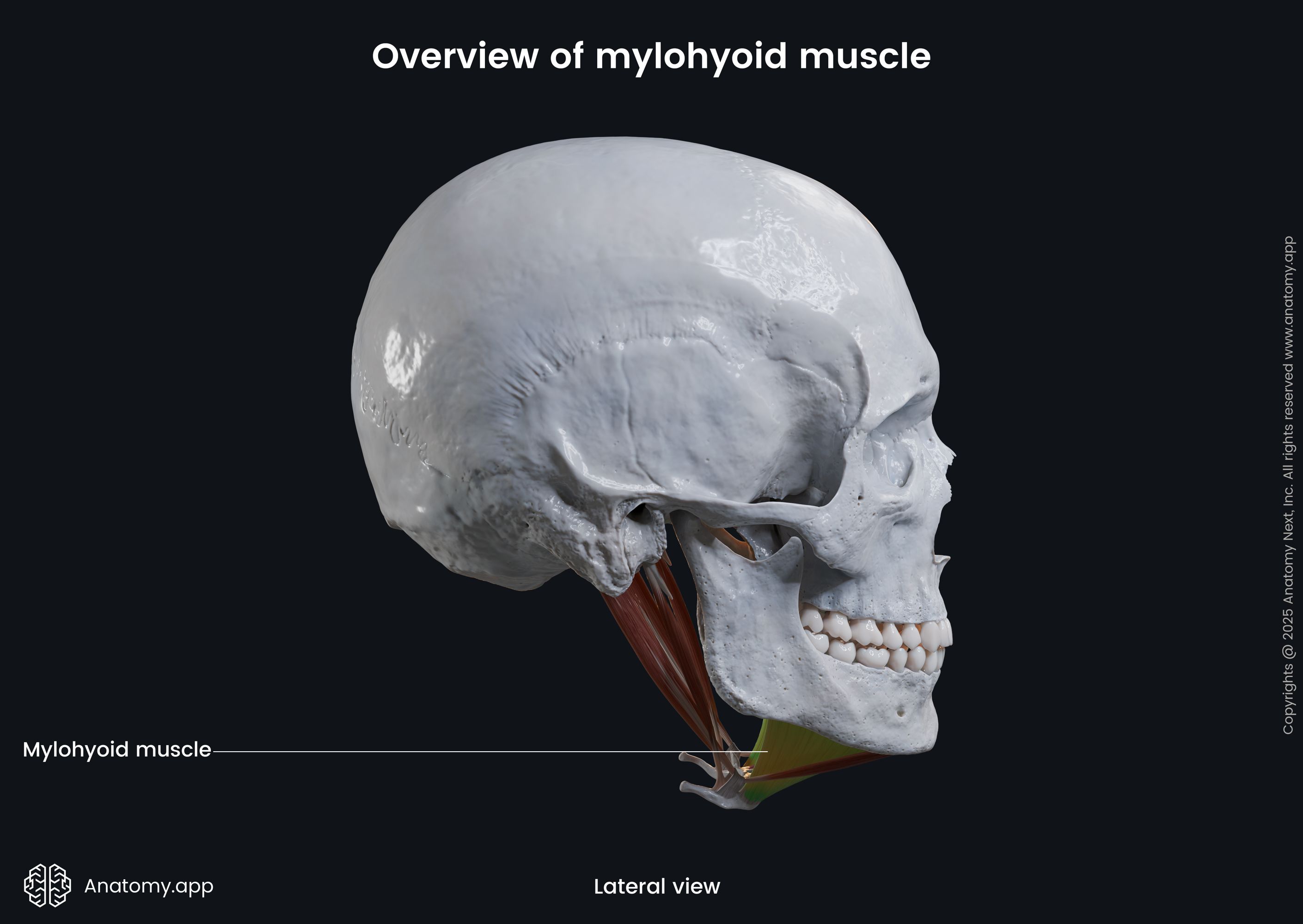 Mylohyoid (lateral view)