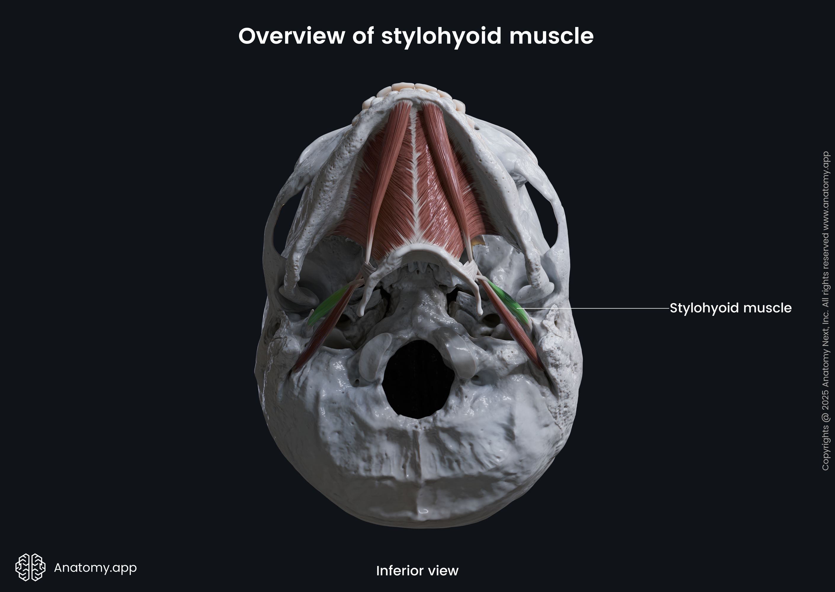 Stylohyoid (inferior view)