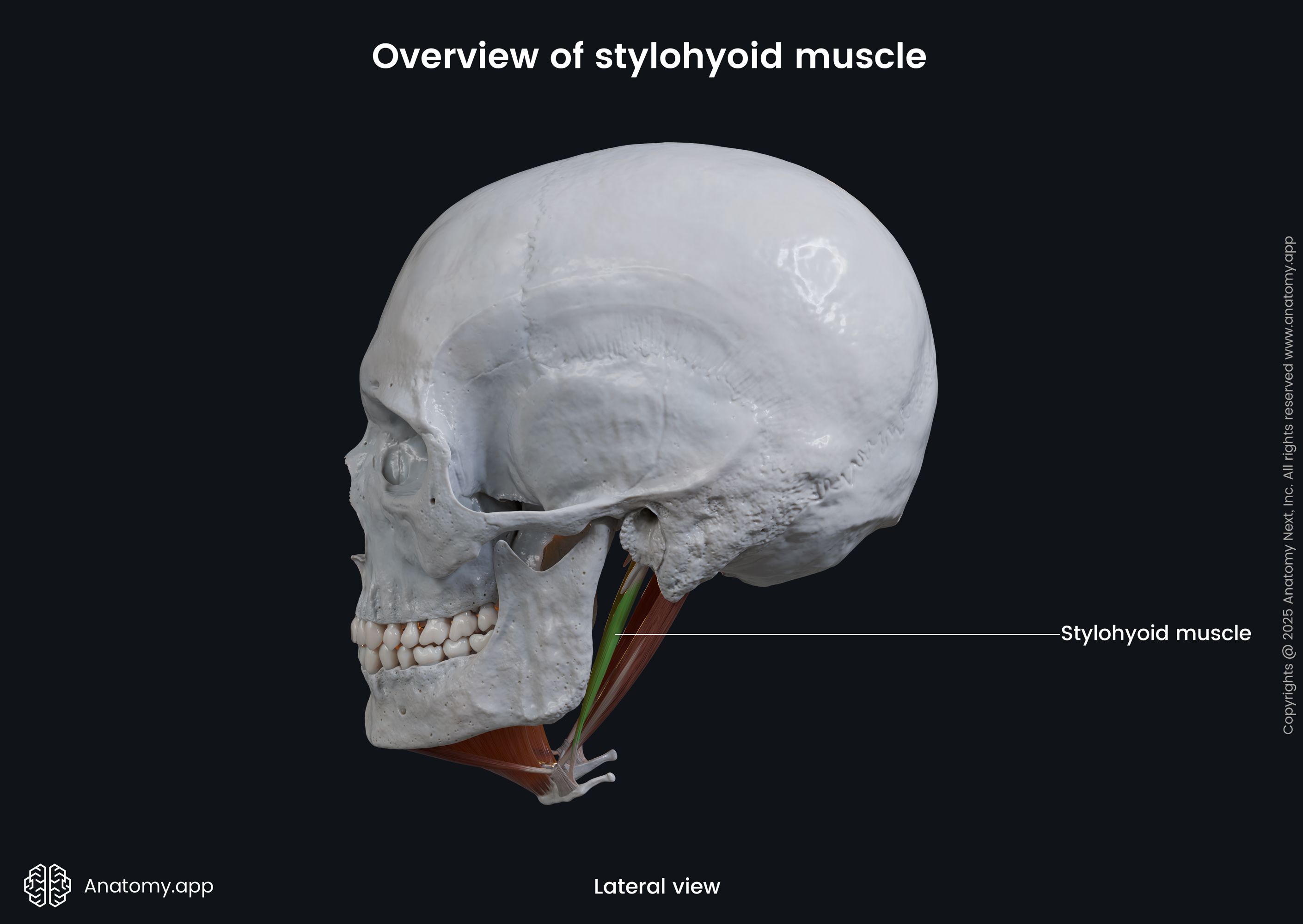 Stylohyoid (lateral view)