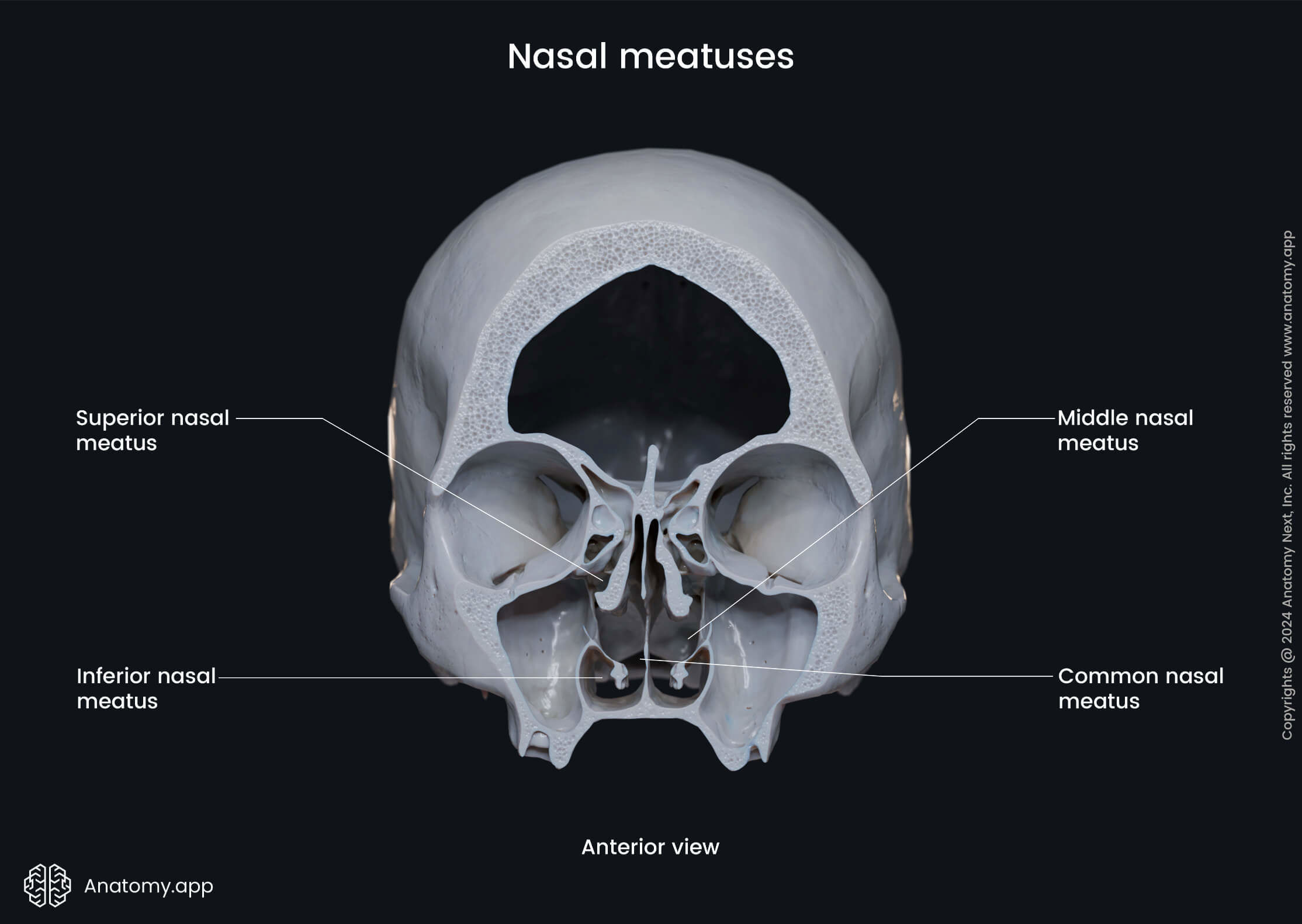 Nasal meatuses