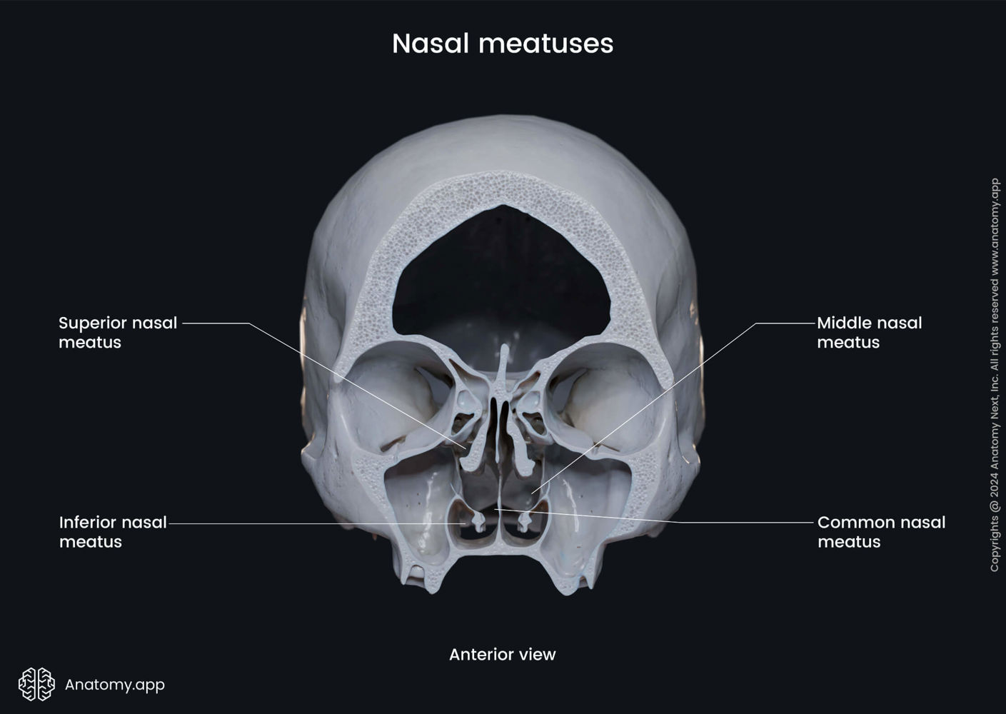 Nasal meatuses | Anatomy.app