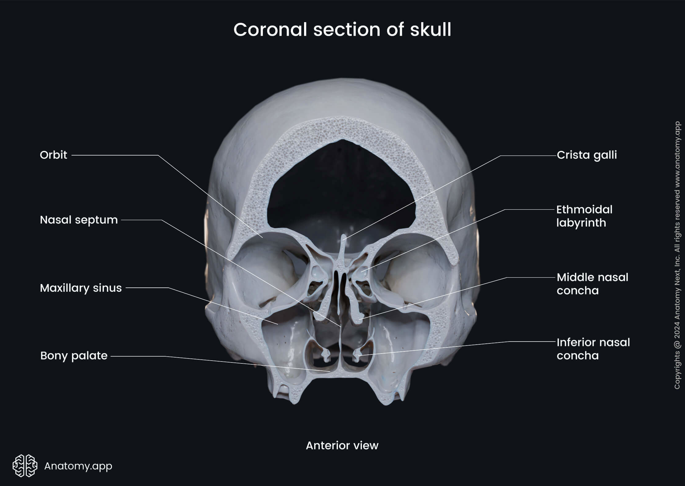 Coronal section of skull