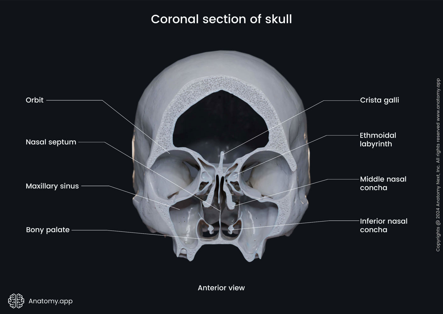 Coronal section of skull | Media Library | Anatomy.app | Learn anatomy ...