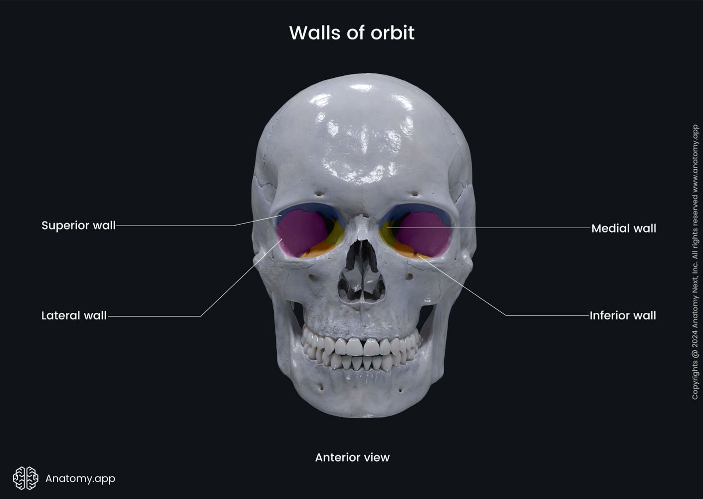 Walls of orbit | Media Library | Anatomy.app | Learn anatomy | 3D ...