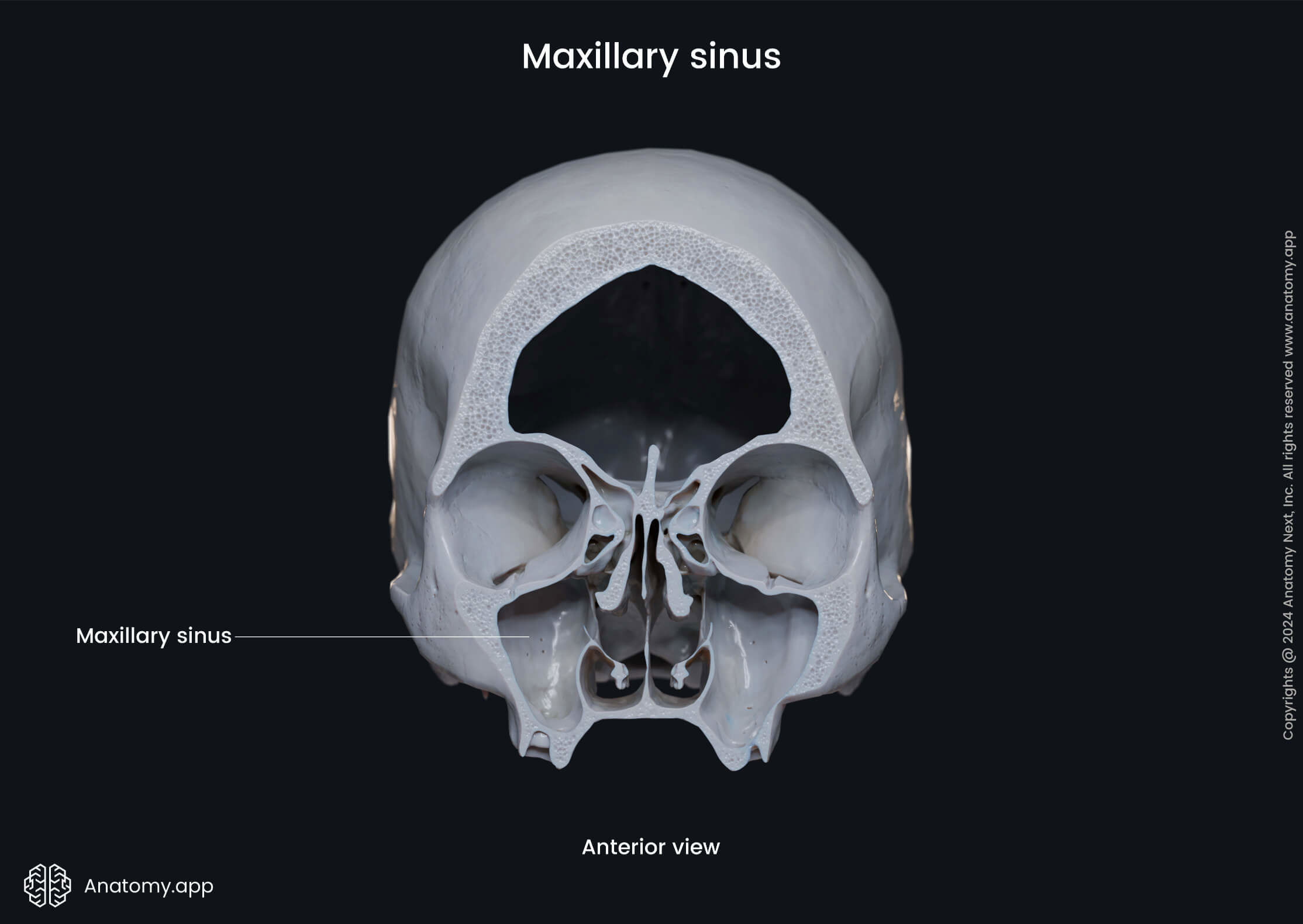 Maxillary sinus