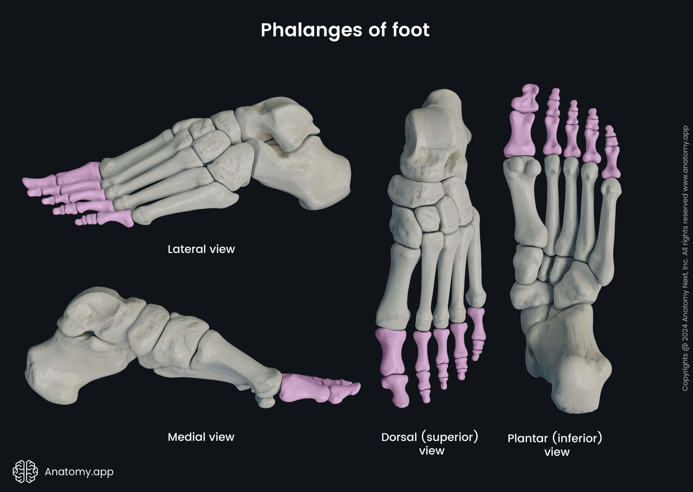 Phalanges of foot