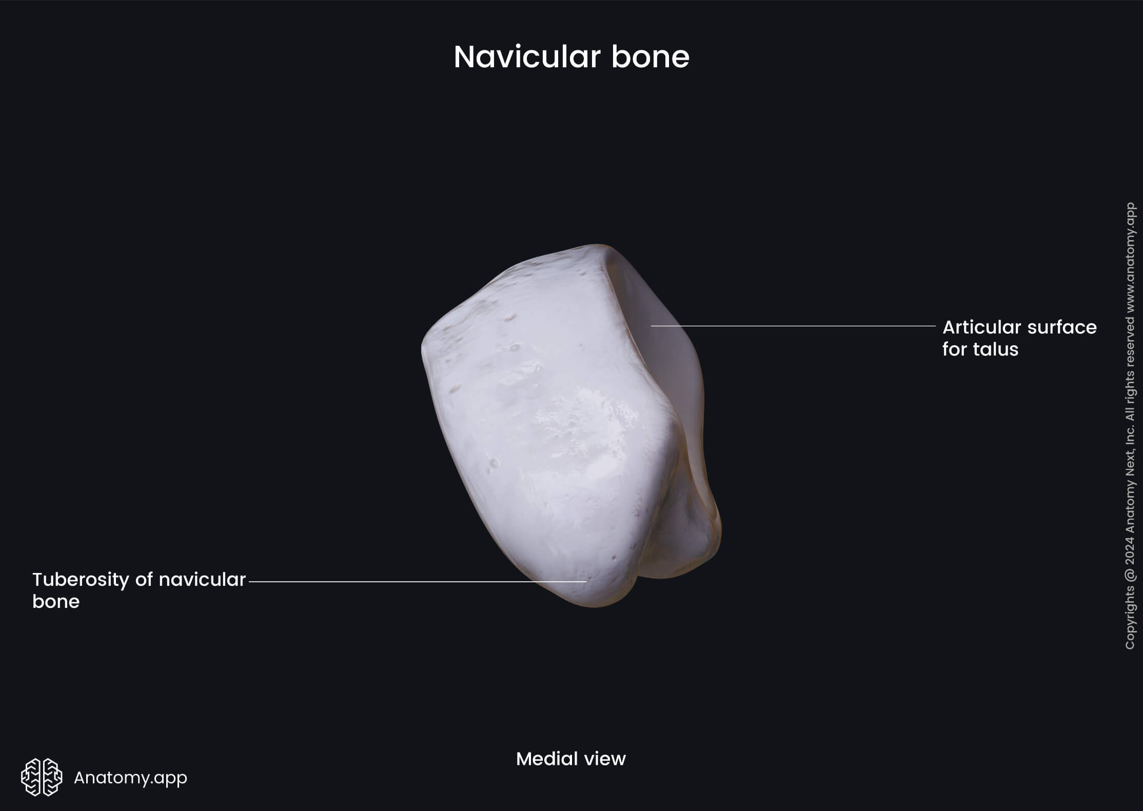 Navicular bone (medial view) | Media Library | Anatomy.app | Learn ...