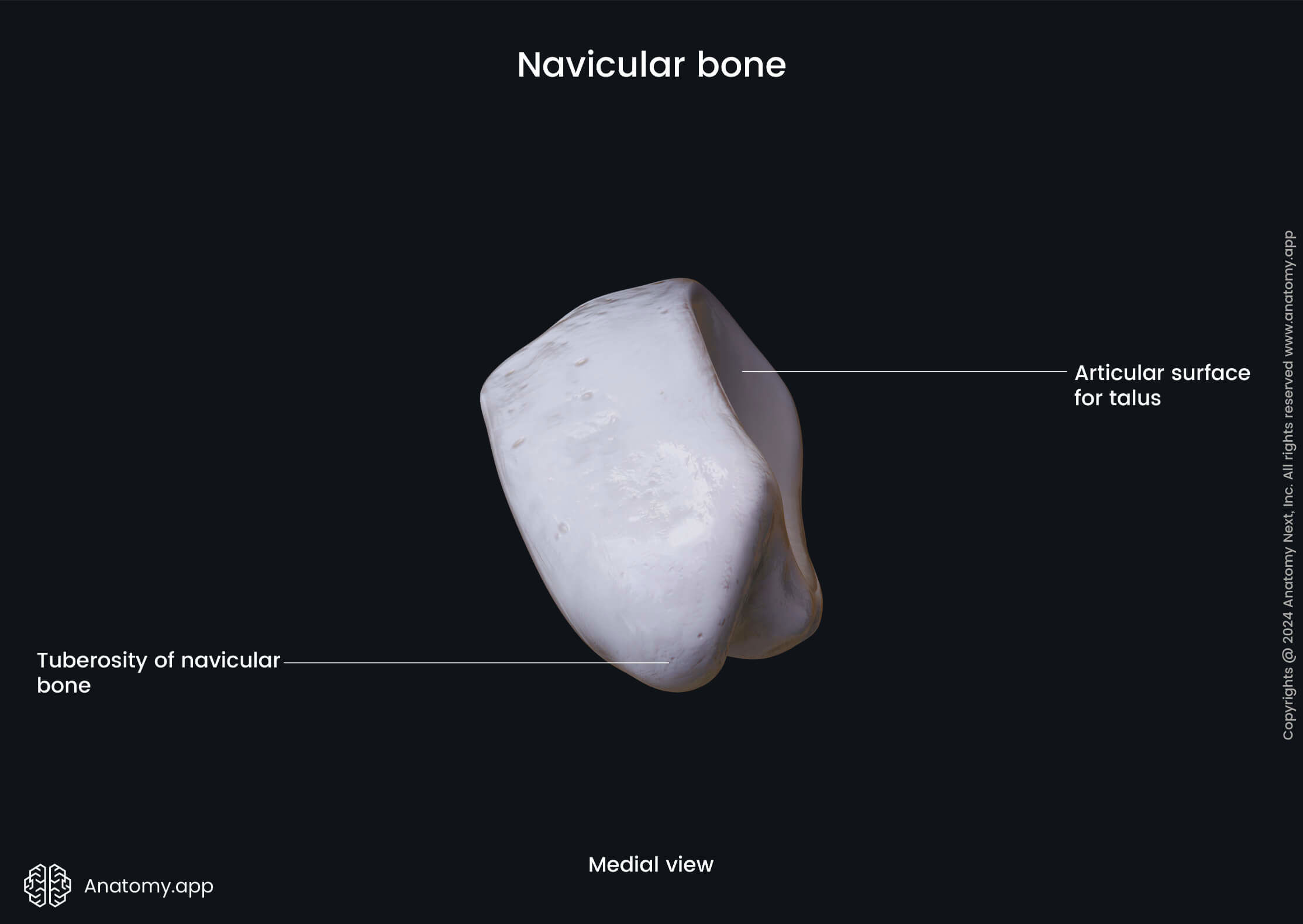 Navicular bone (medial view)