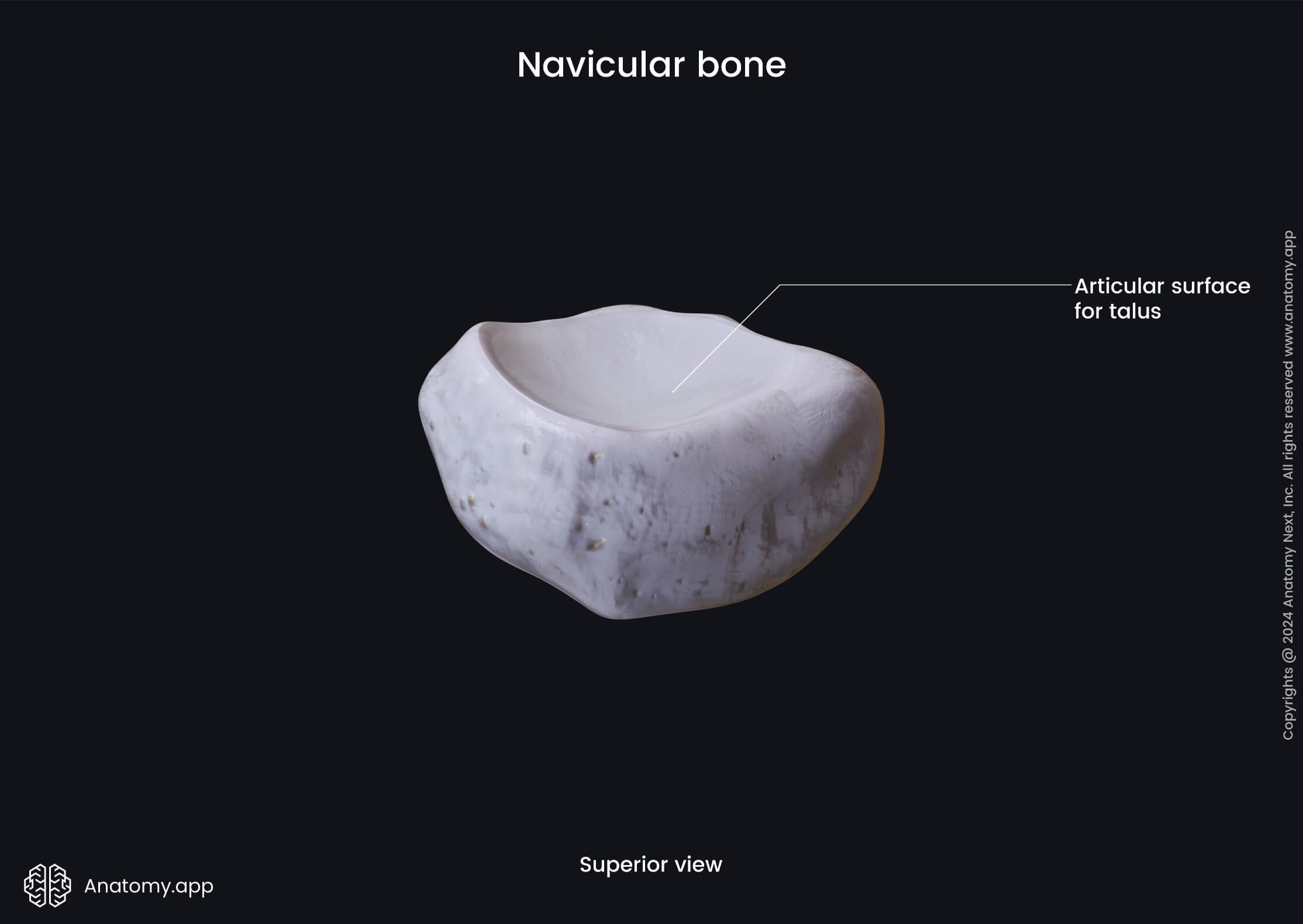 Navicular bone (superior view) | Media Library | Anatomy.app | Learn ...