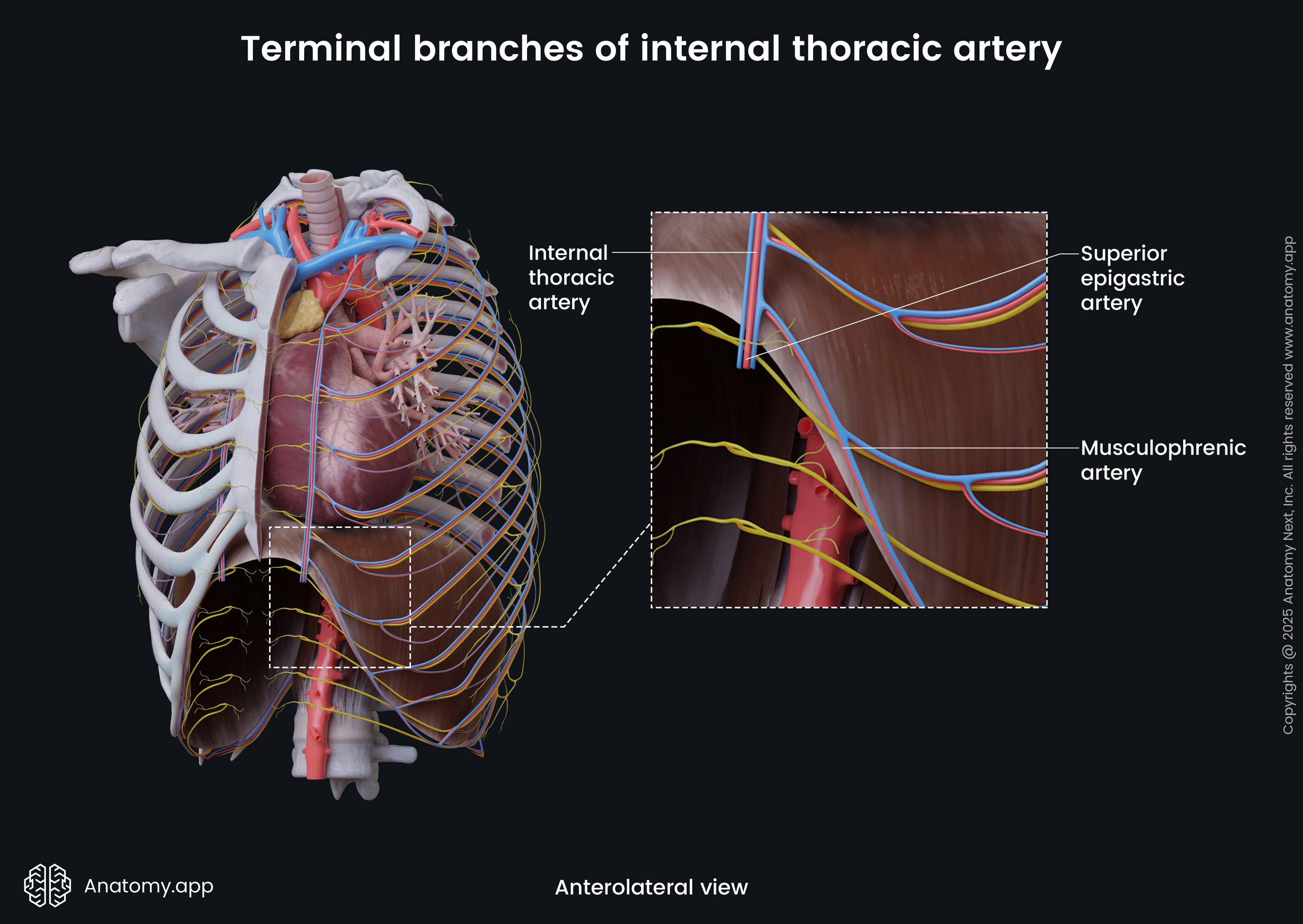 Terminal branches of internal thoracic artery