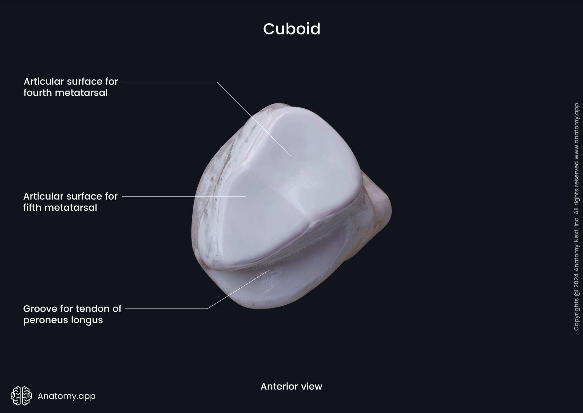 Cuboid (anterior view)