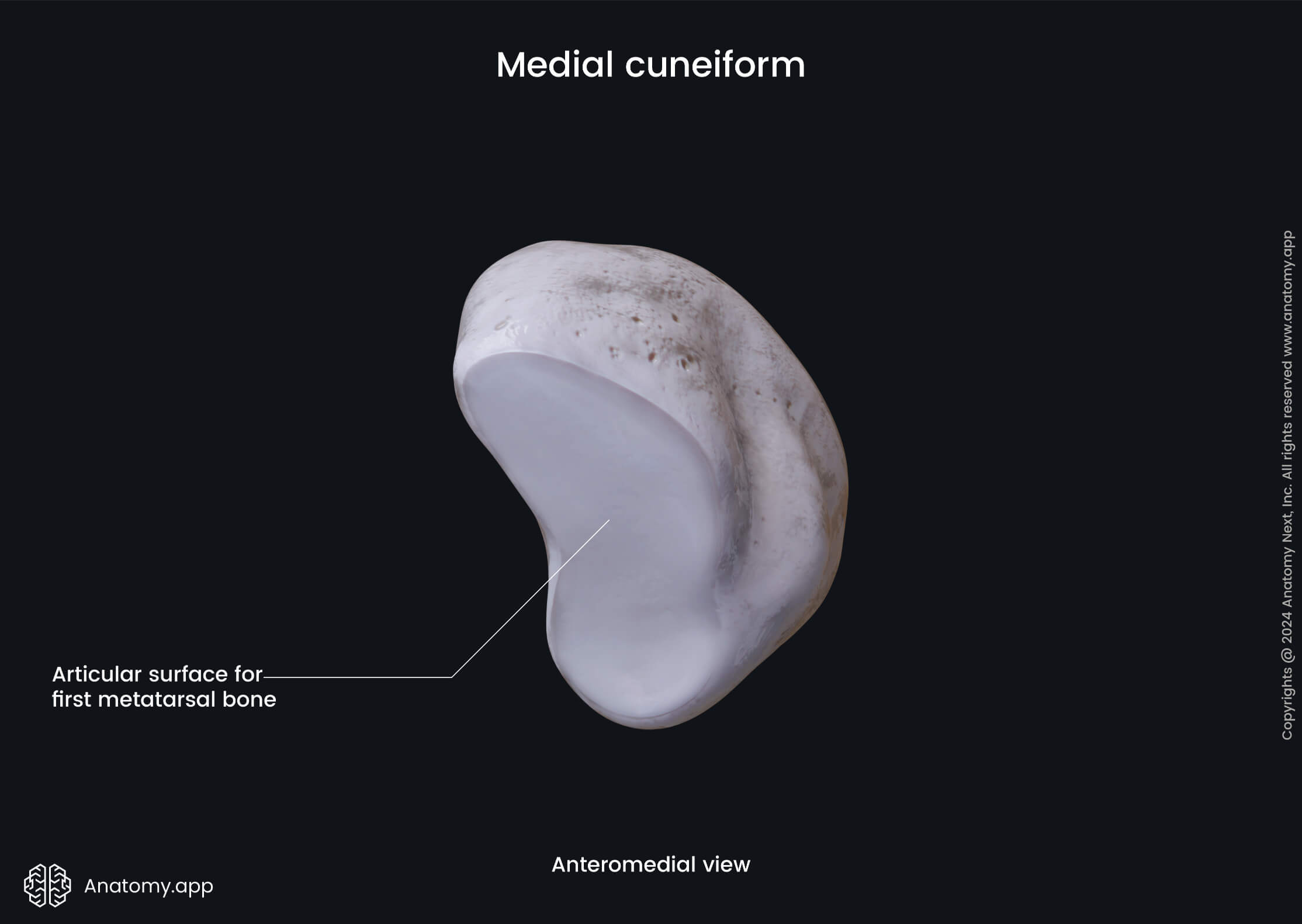 Medial cuneiform (anteromedial view) | Media Library | Anatomy.app ...