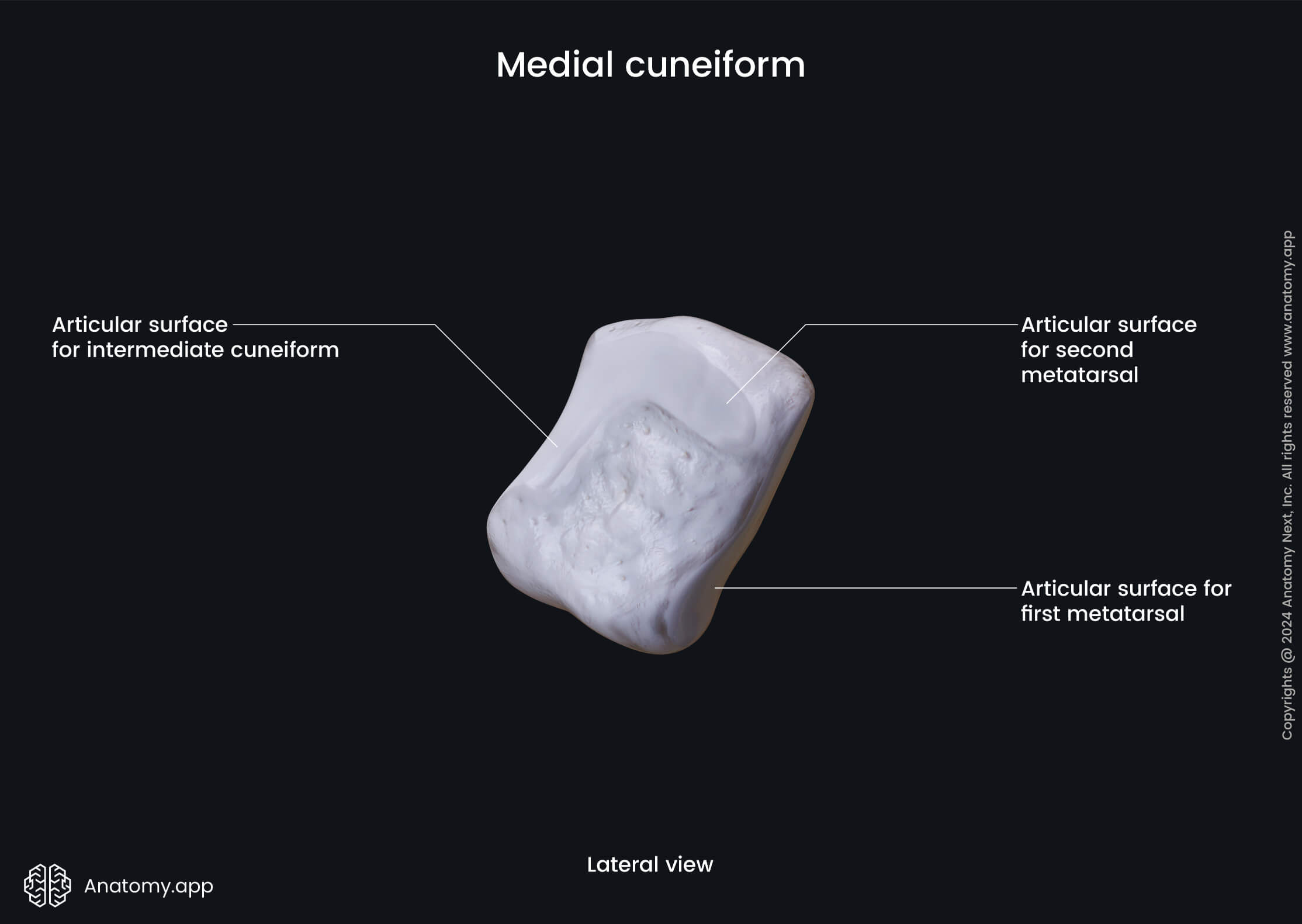 Medial cuneiform (lateral view) | Media Library | Anatomy.app | Learn ...