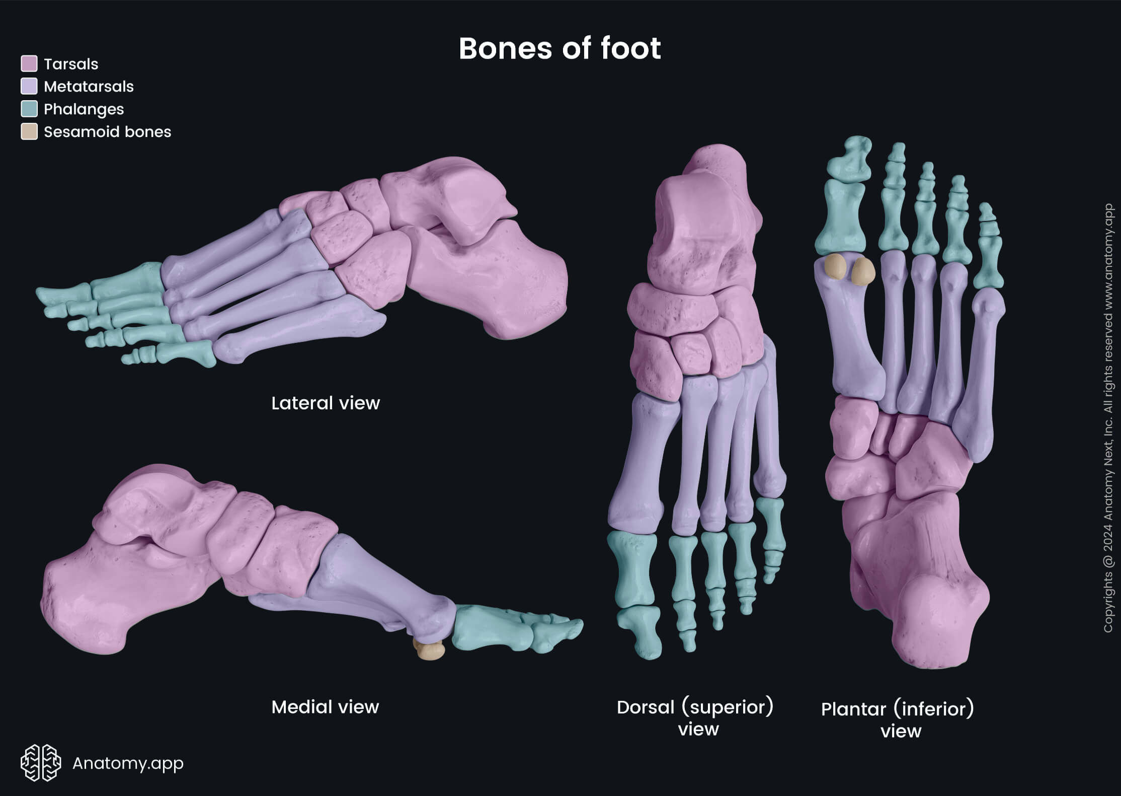 Bones of foot