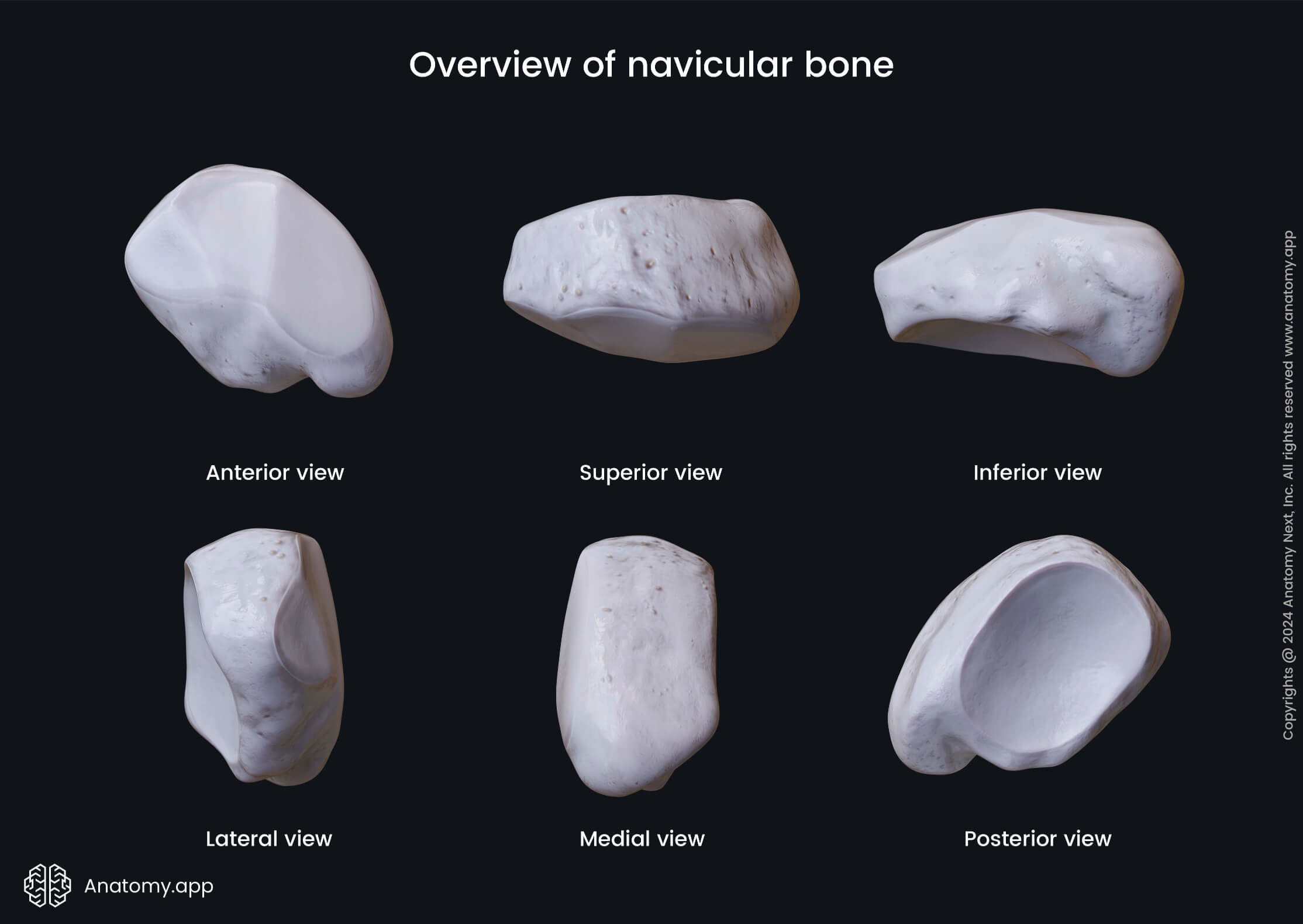 Navicular bone (overview)