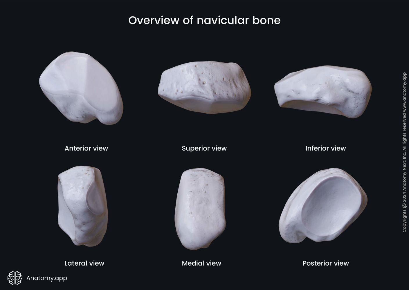 Navicular bone (overview) | Anatomy.app