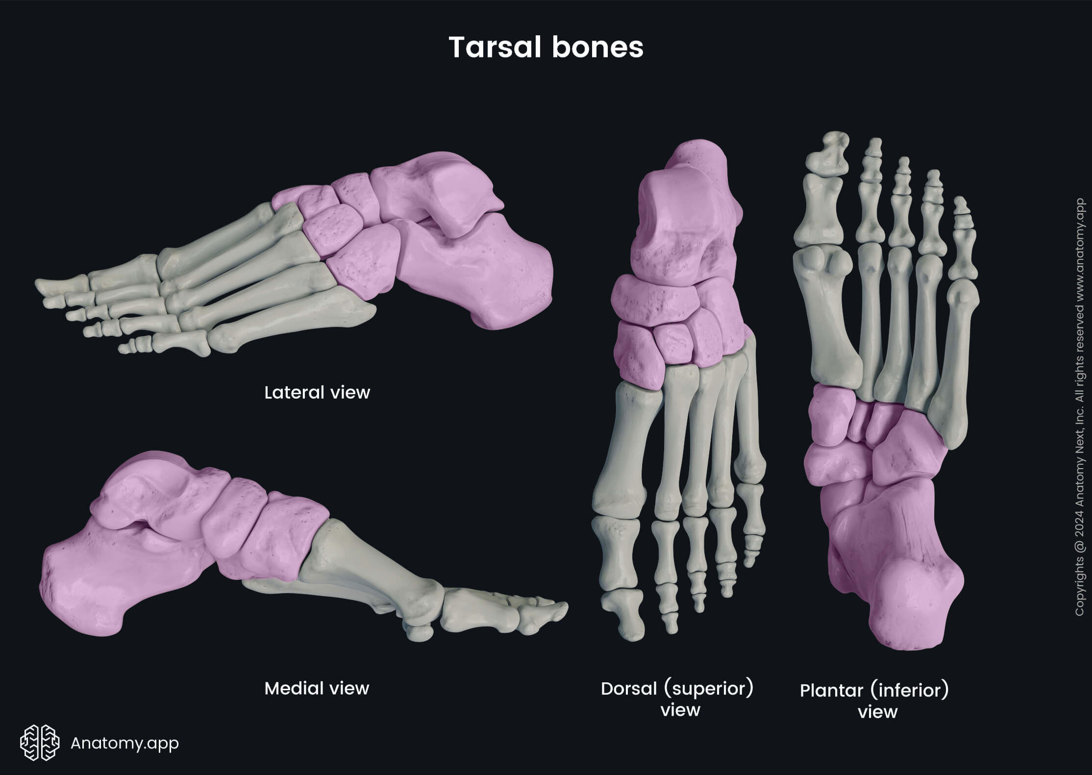 Tarsal bones