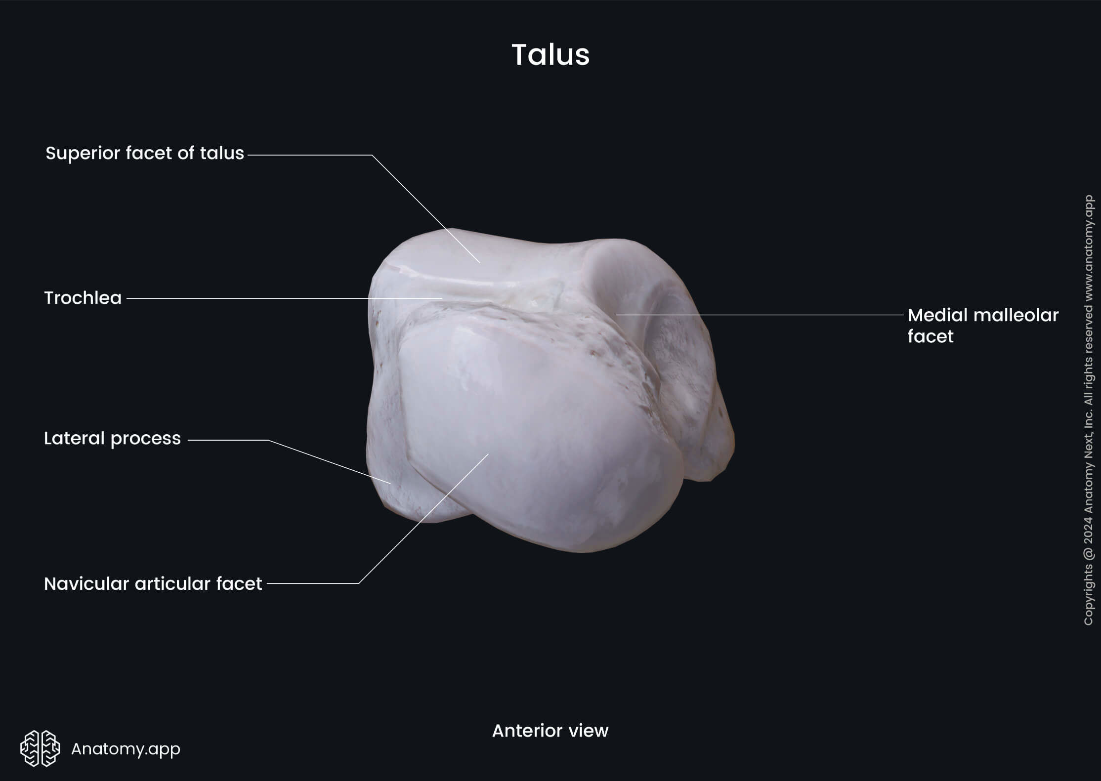 Talus (anterior view)