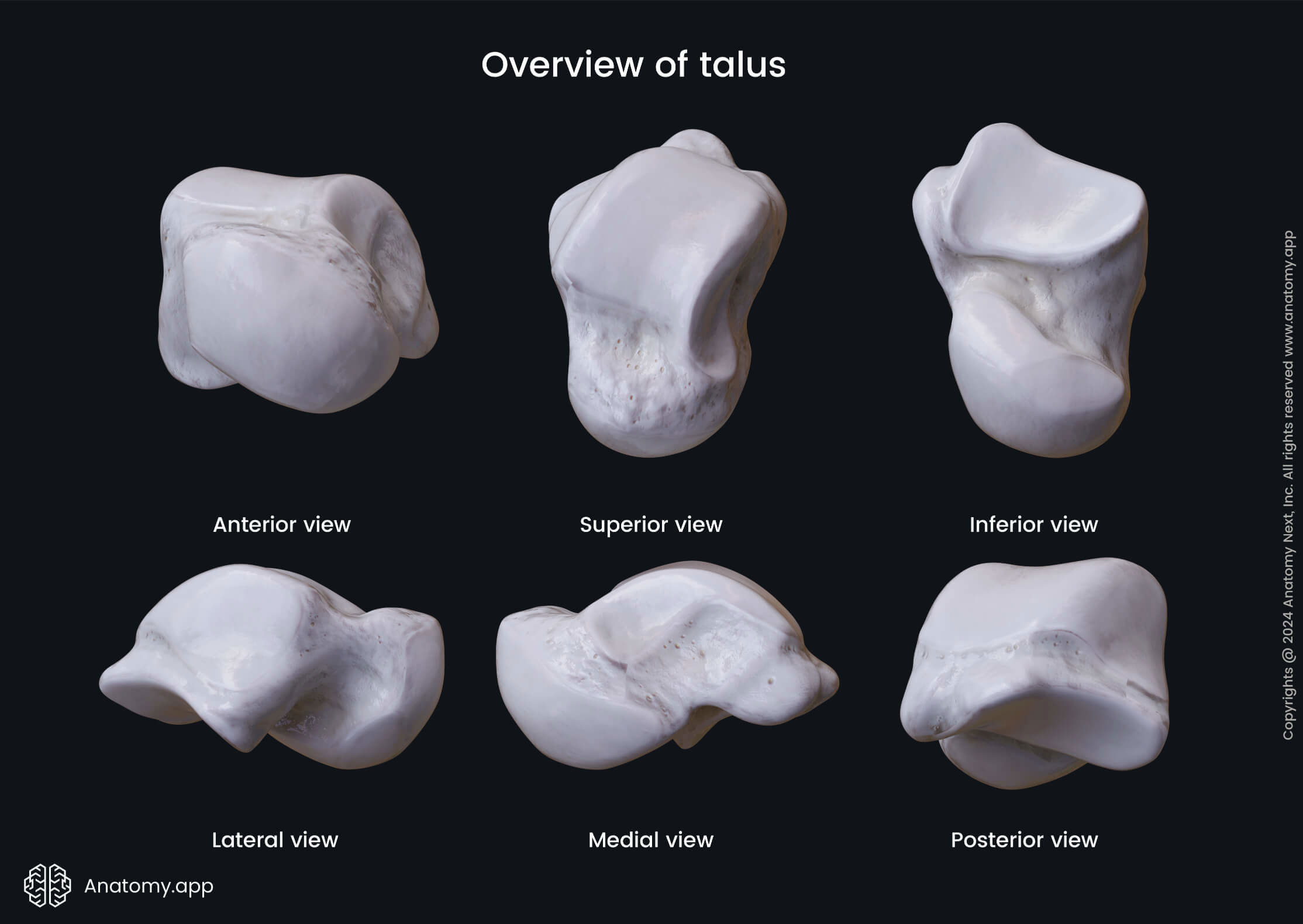 Overview of talus