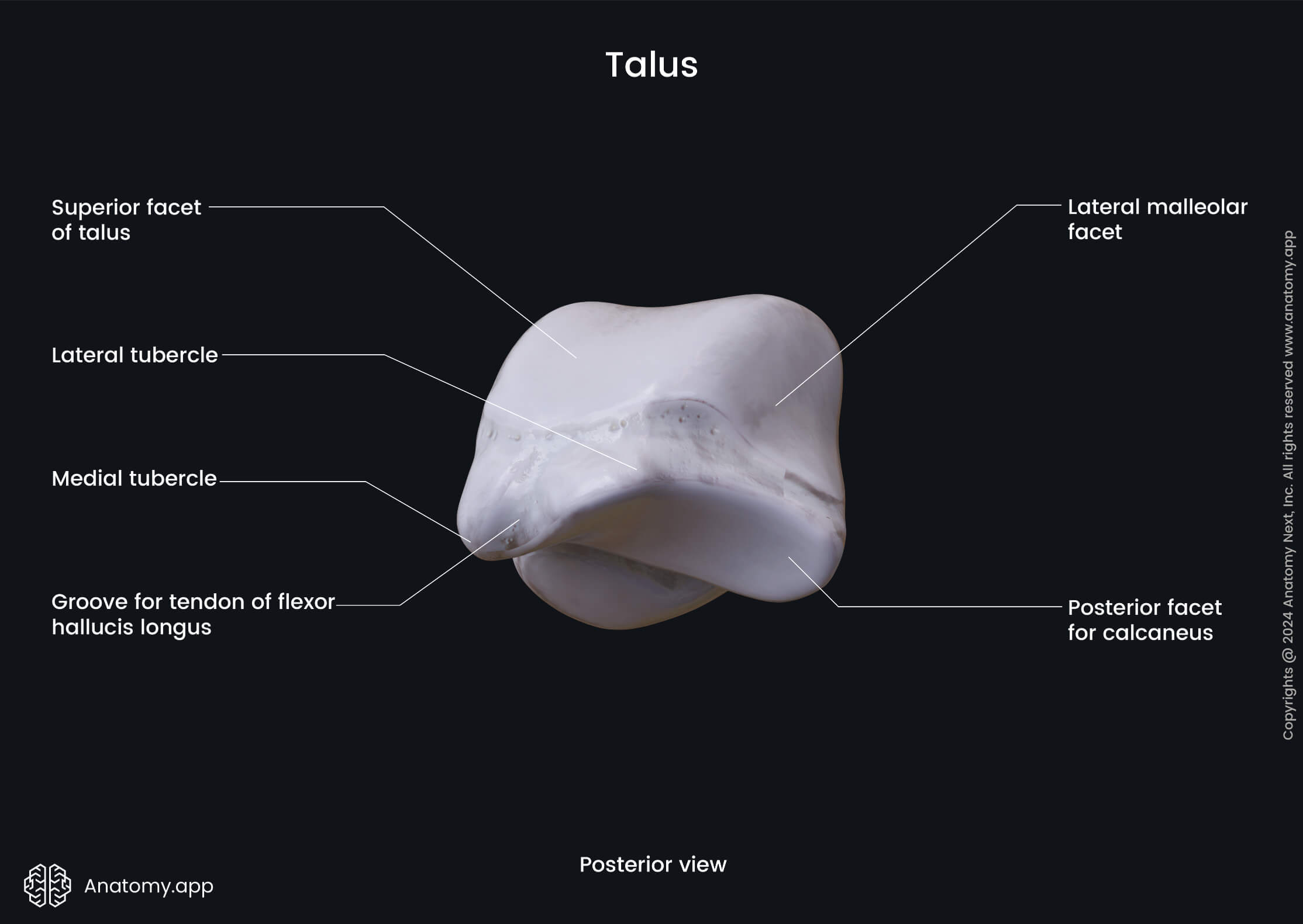 Talus (posterior view) | Media Library | Anatomy.app | Learn anatomy ...