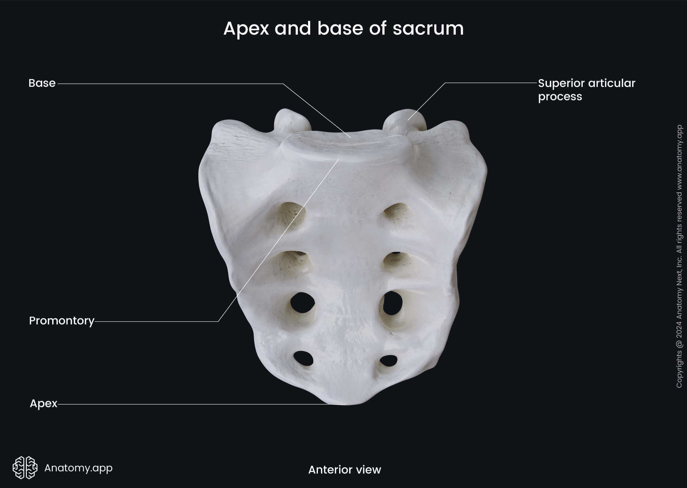 Apex and base of sacrum (anterior view)