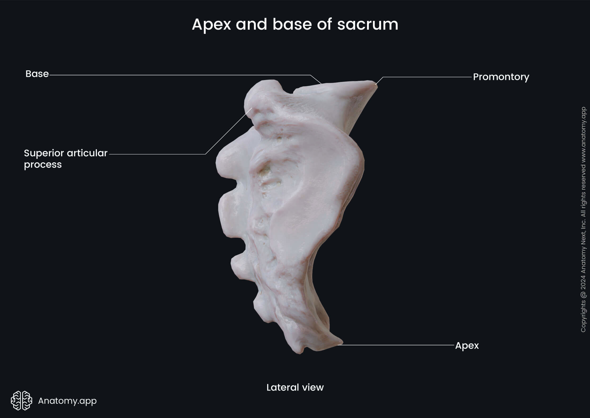 Apex and base of sacrum (lateral view)