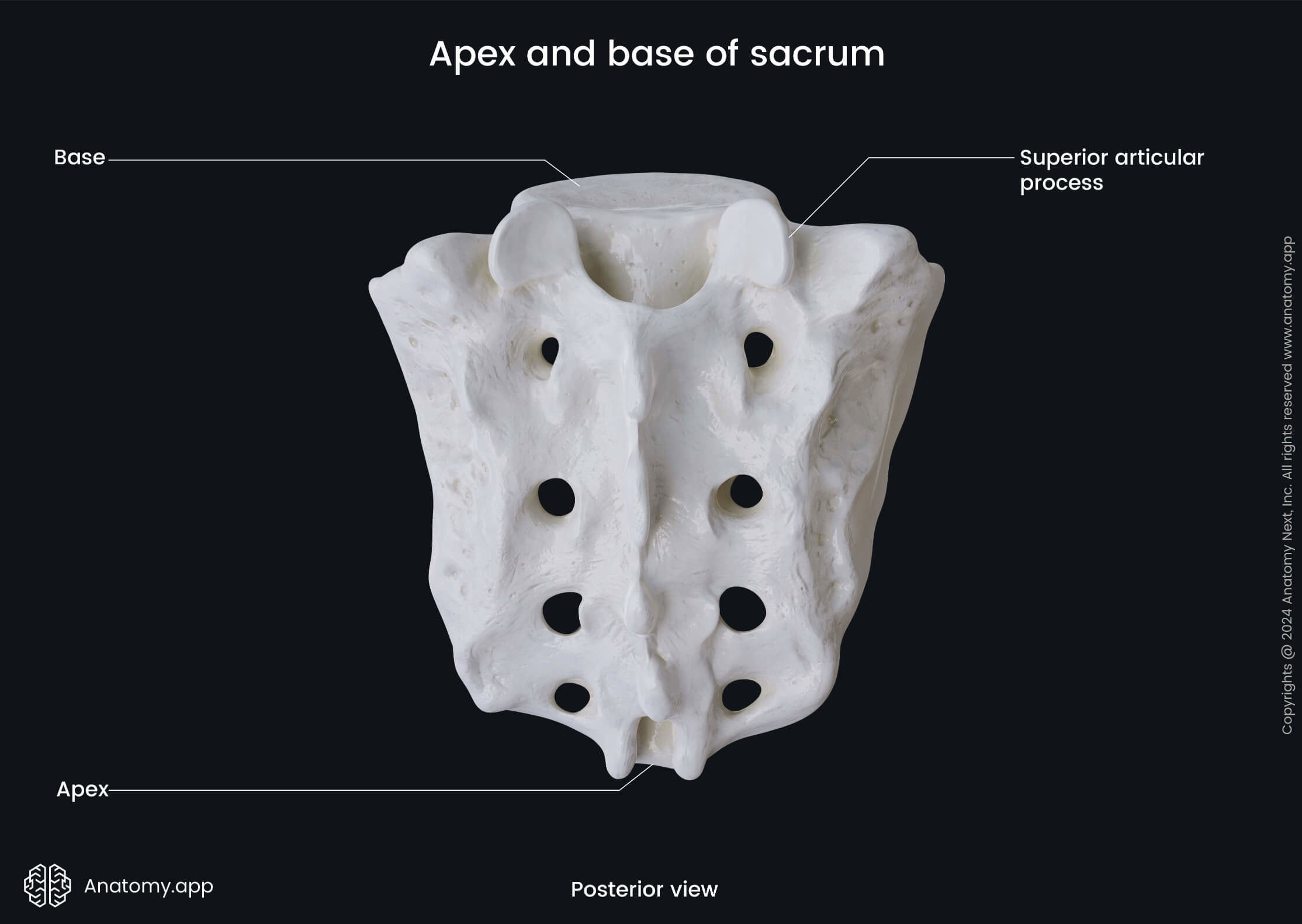 Apex and base of sacrum (posterior view)