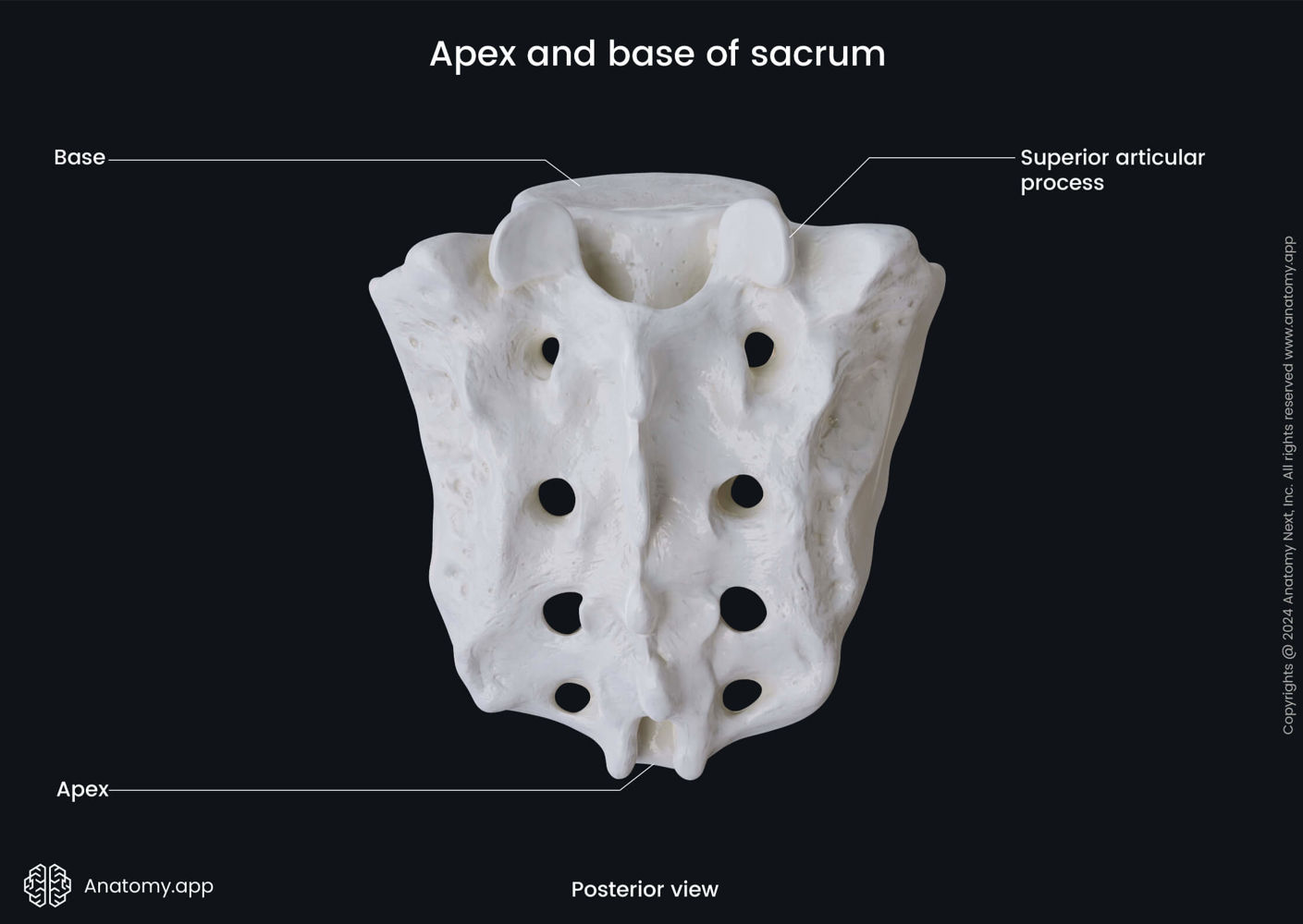 Apex and base of sacrum (posterior view) | Media Library | Anatomy.app ...