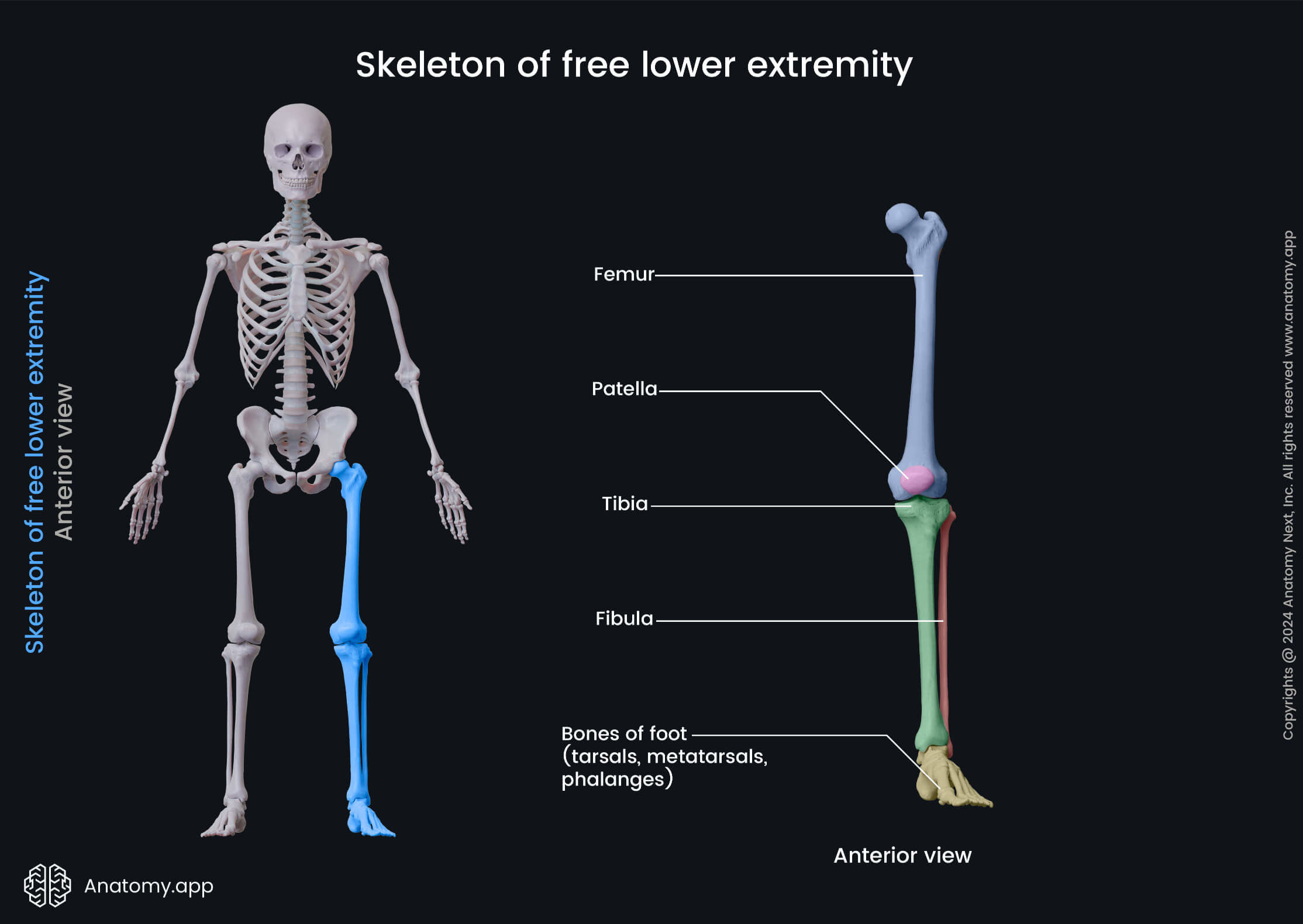 Skeleton of free lower extremity