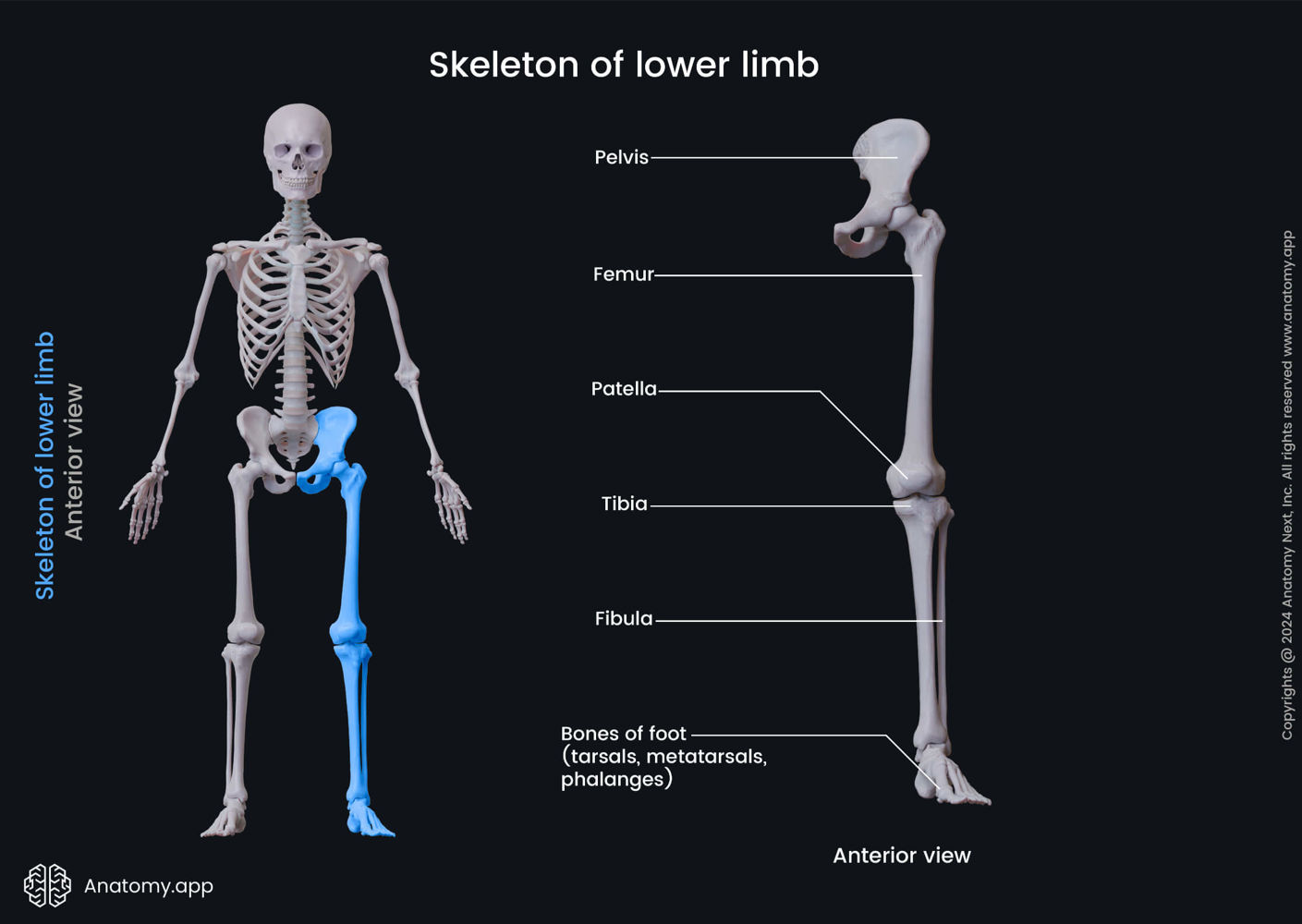 Skeleton of lower limb | Anatomy.app