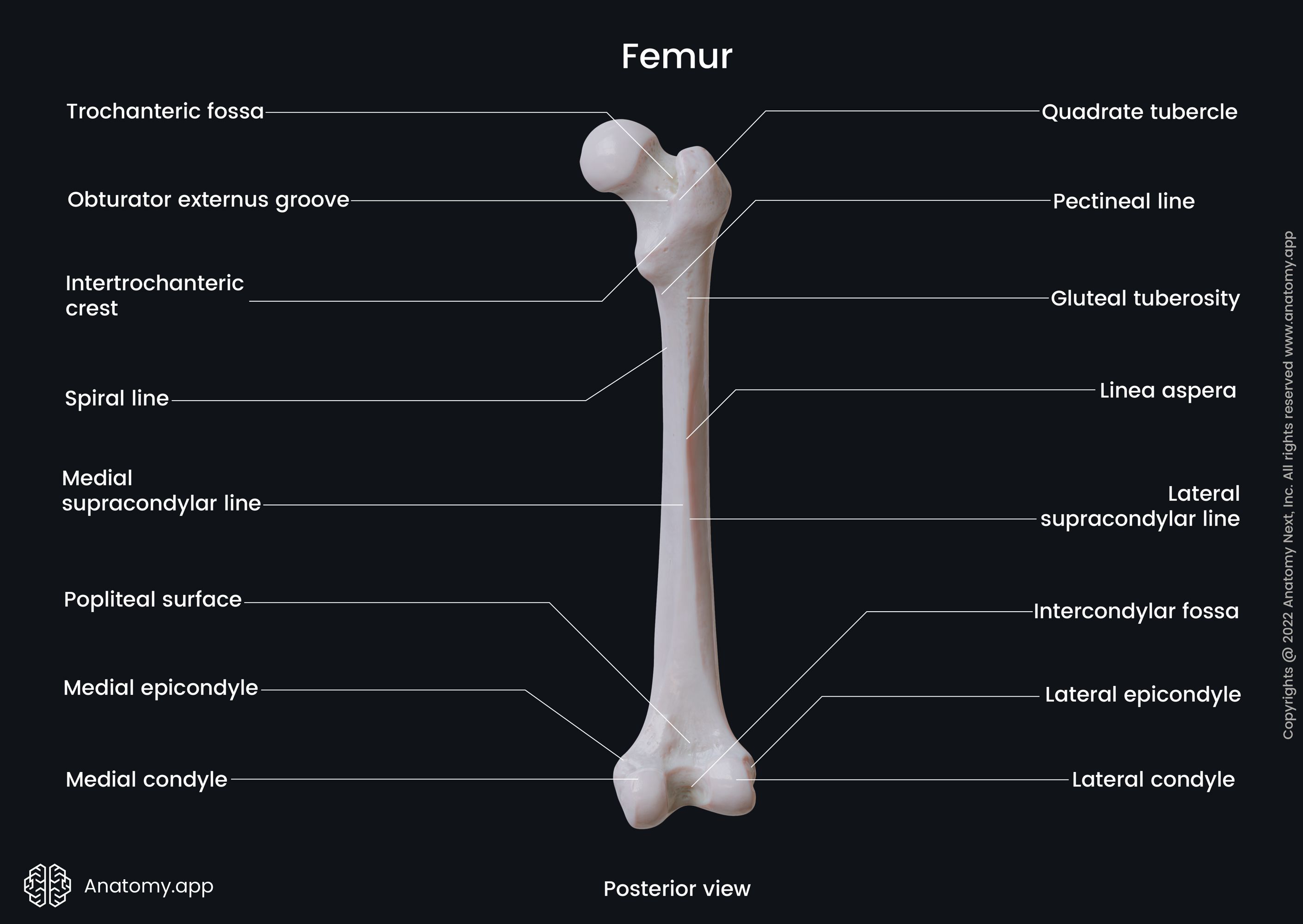 Femur (posterior view)
