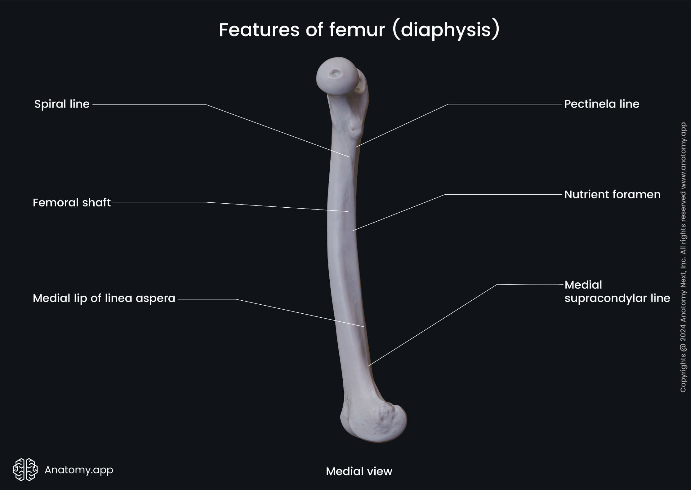 Features of femur (diaphysis; medial view)