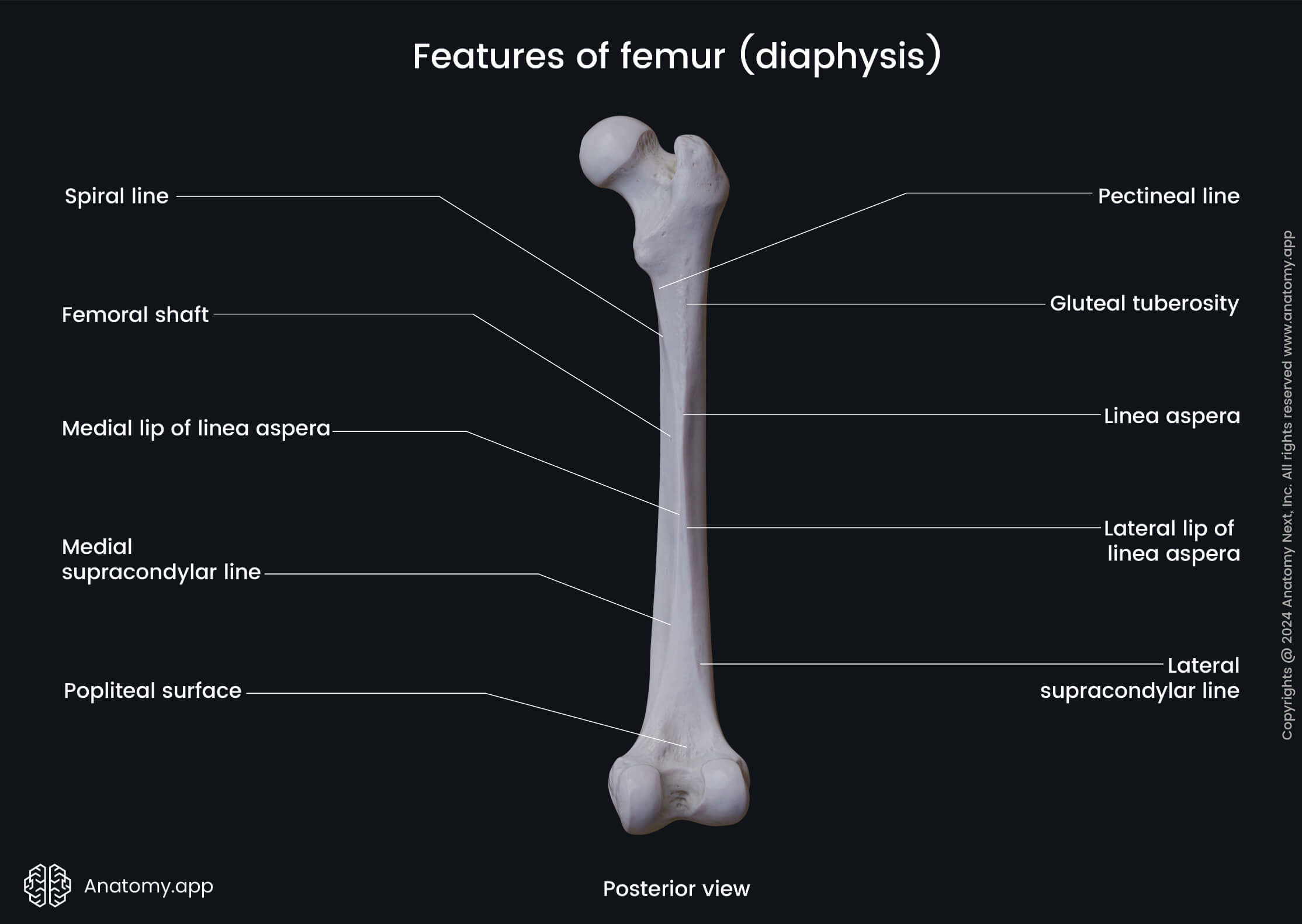 Features of femur (diaphysis; posterior view)