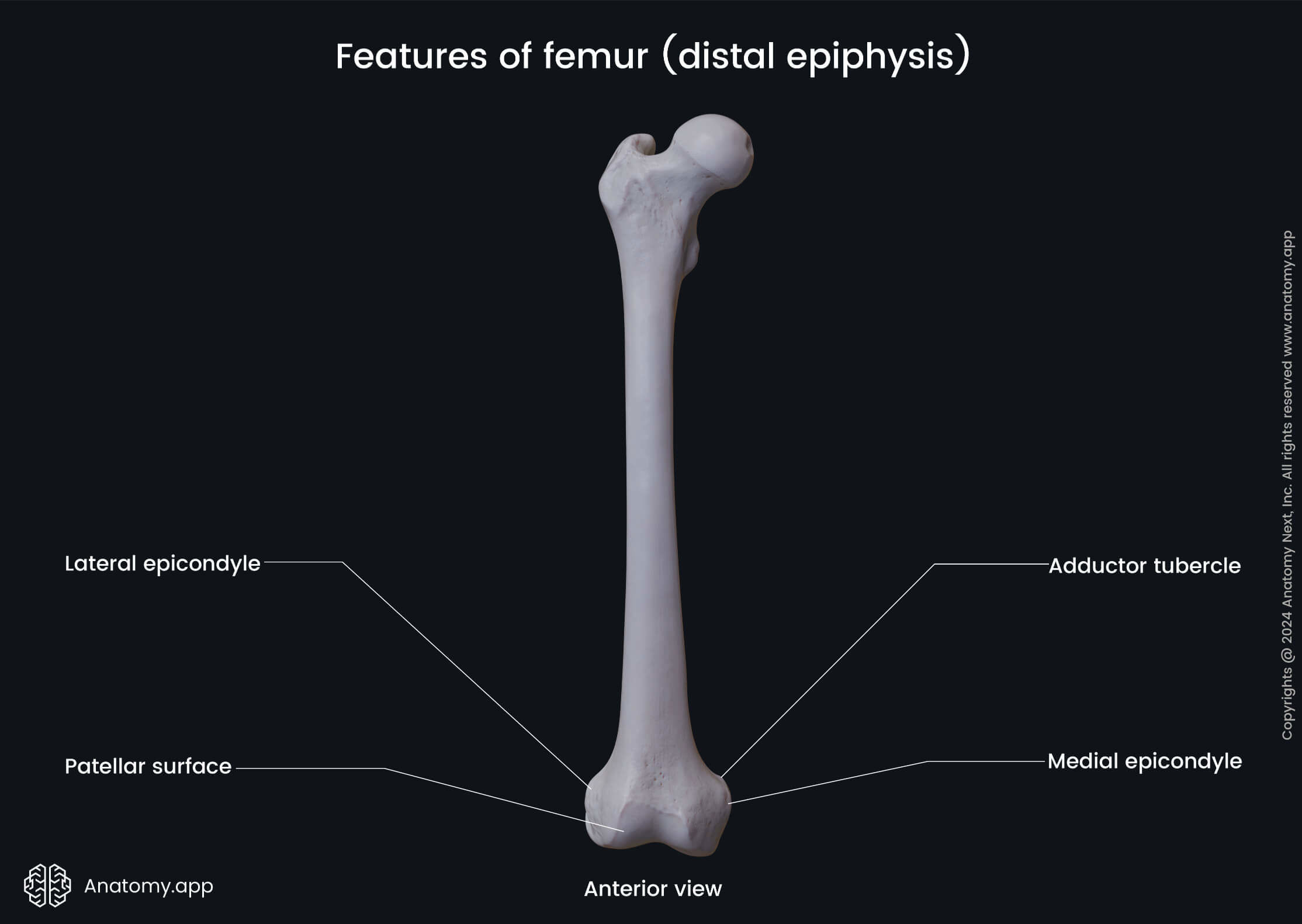 Features of femur (distal epiphysis; anterior view)