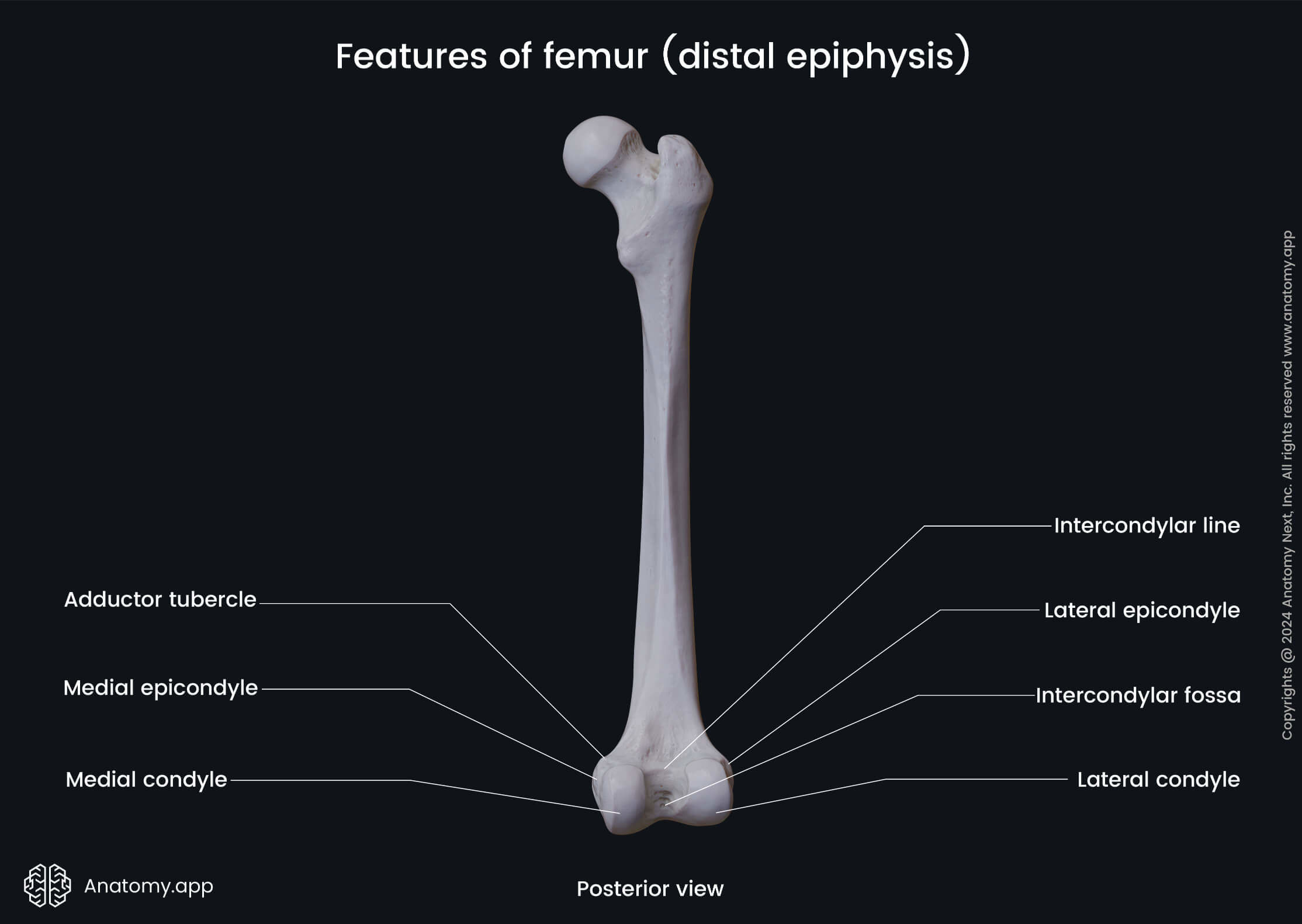 Features of femur (distal epiphysis; posterior view)