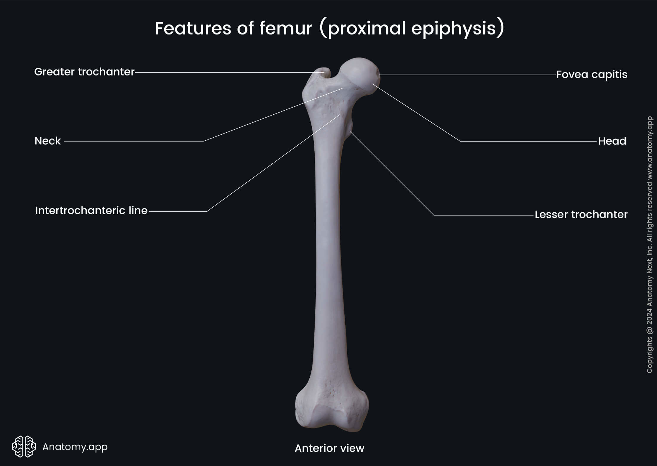 Features of femur (proximal epiphysis; anterior view)