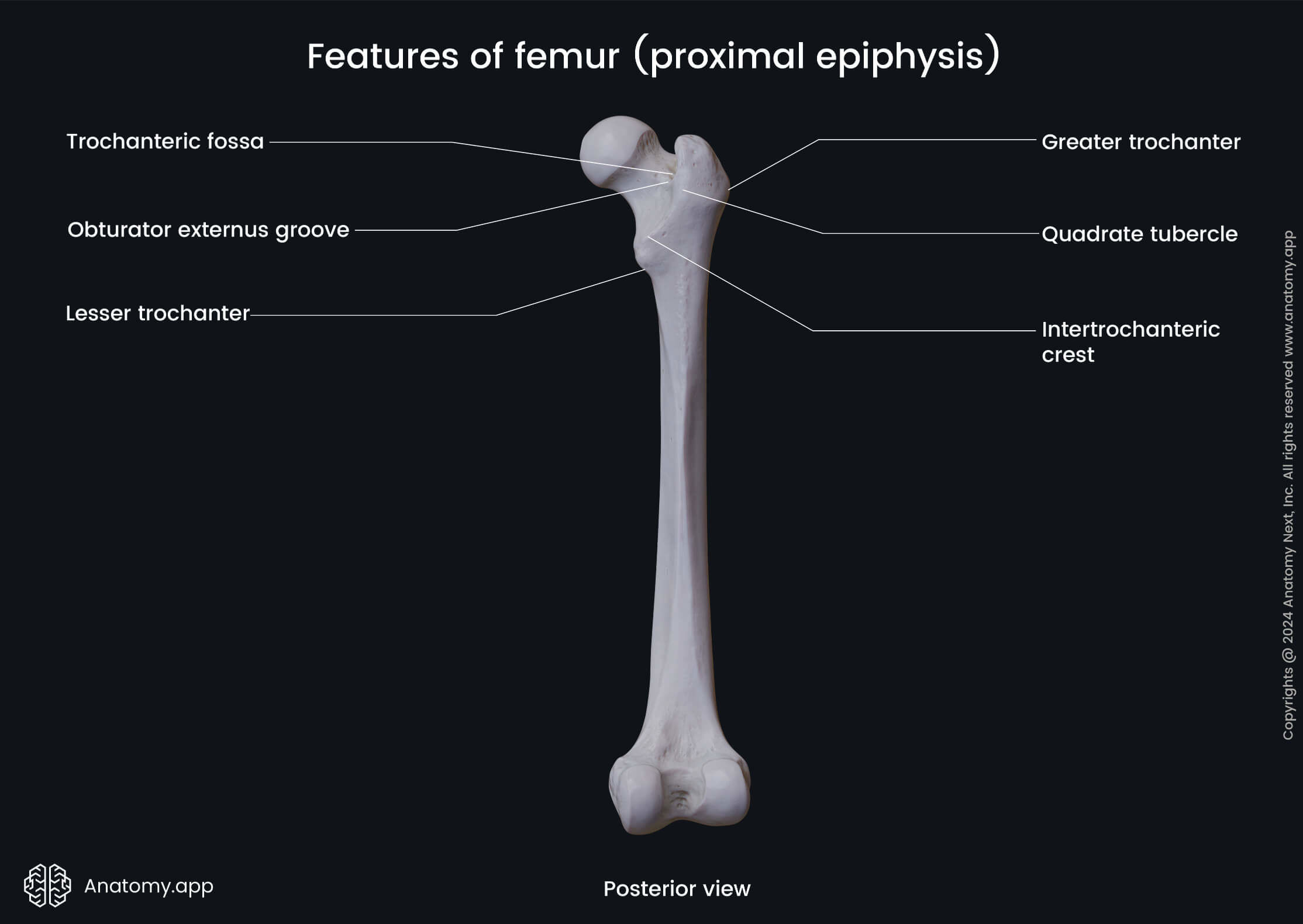 Features of femur (proximal epiphysis; posterior view)