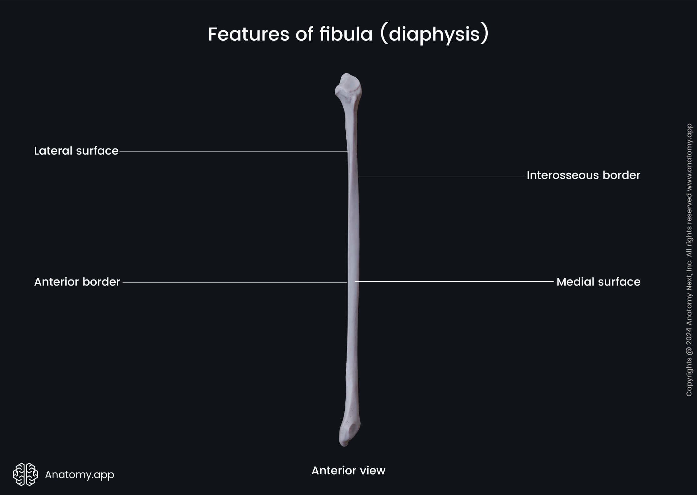 Features of fibula (diaphysis; anterior view)