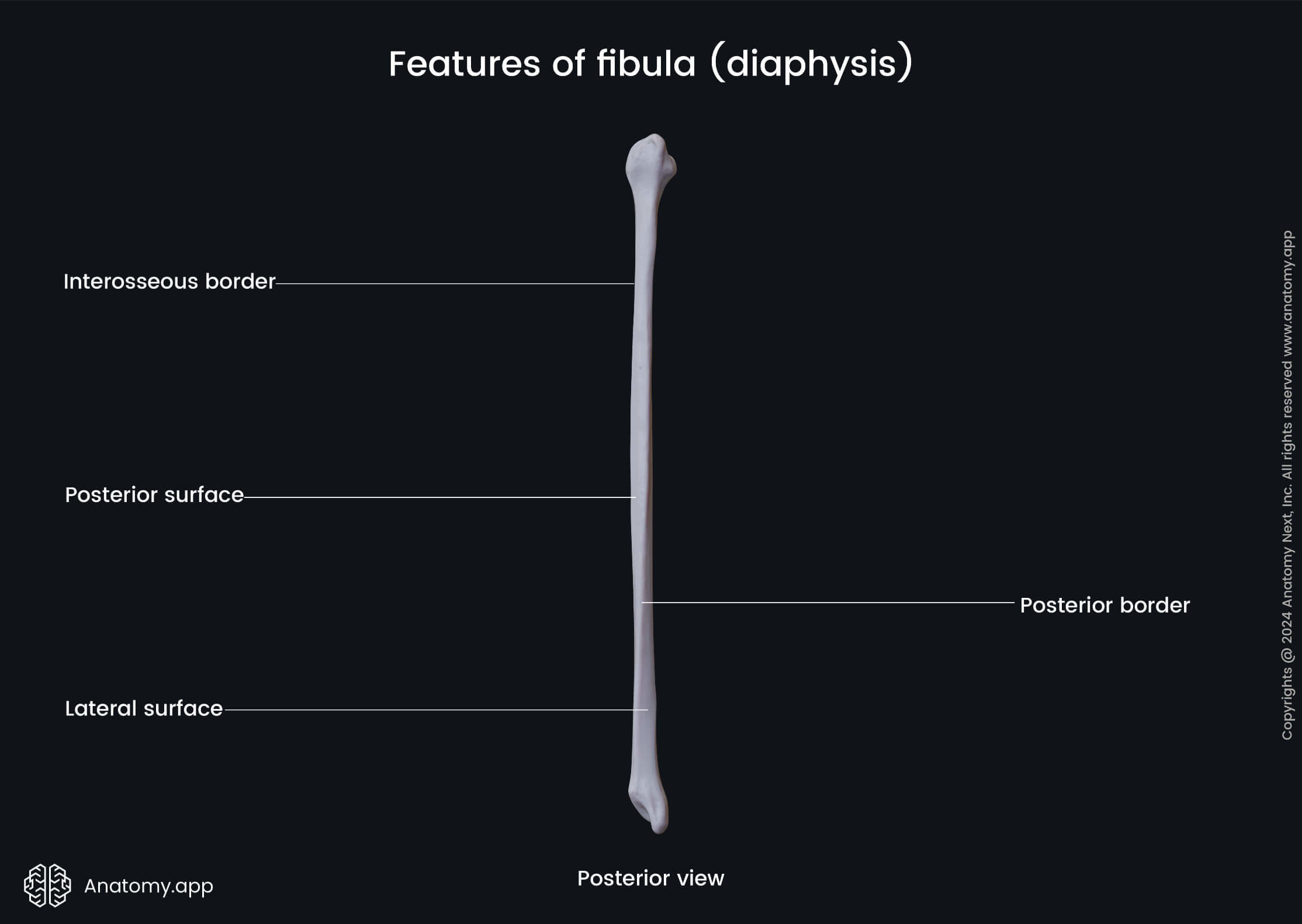 Features of fibula (diaphysis; posterior view)