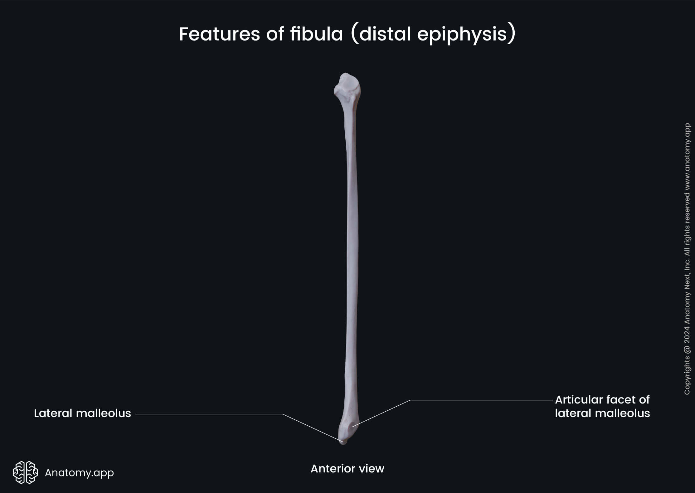 Features of fibula (distal epiphysis; anterior view)