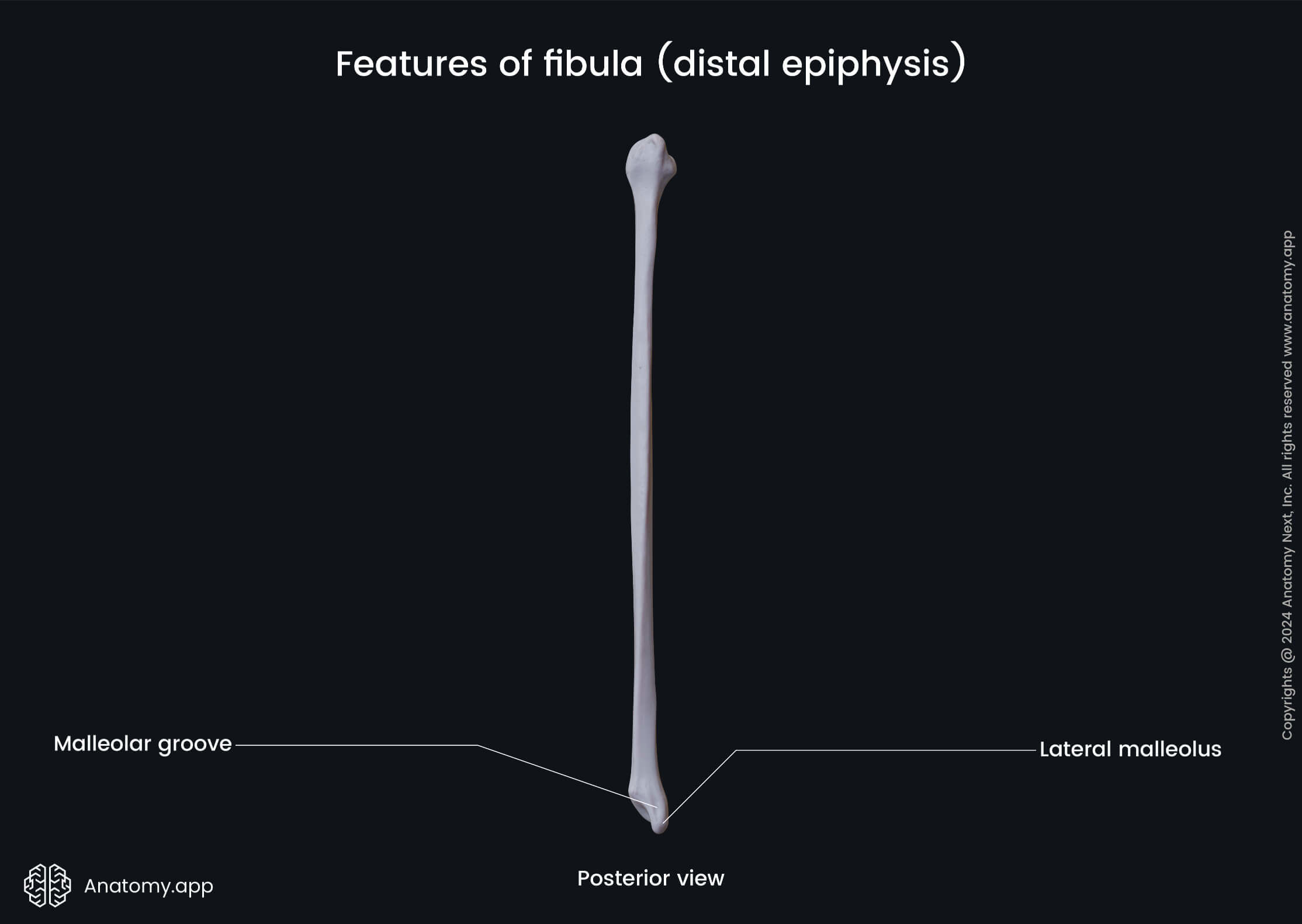 Features of fibula (distal epiphysis; posterior view)