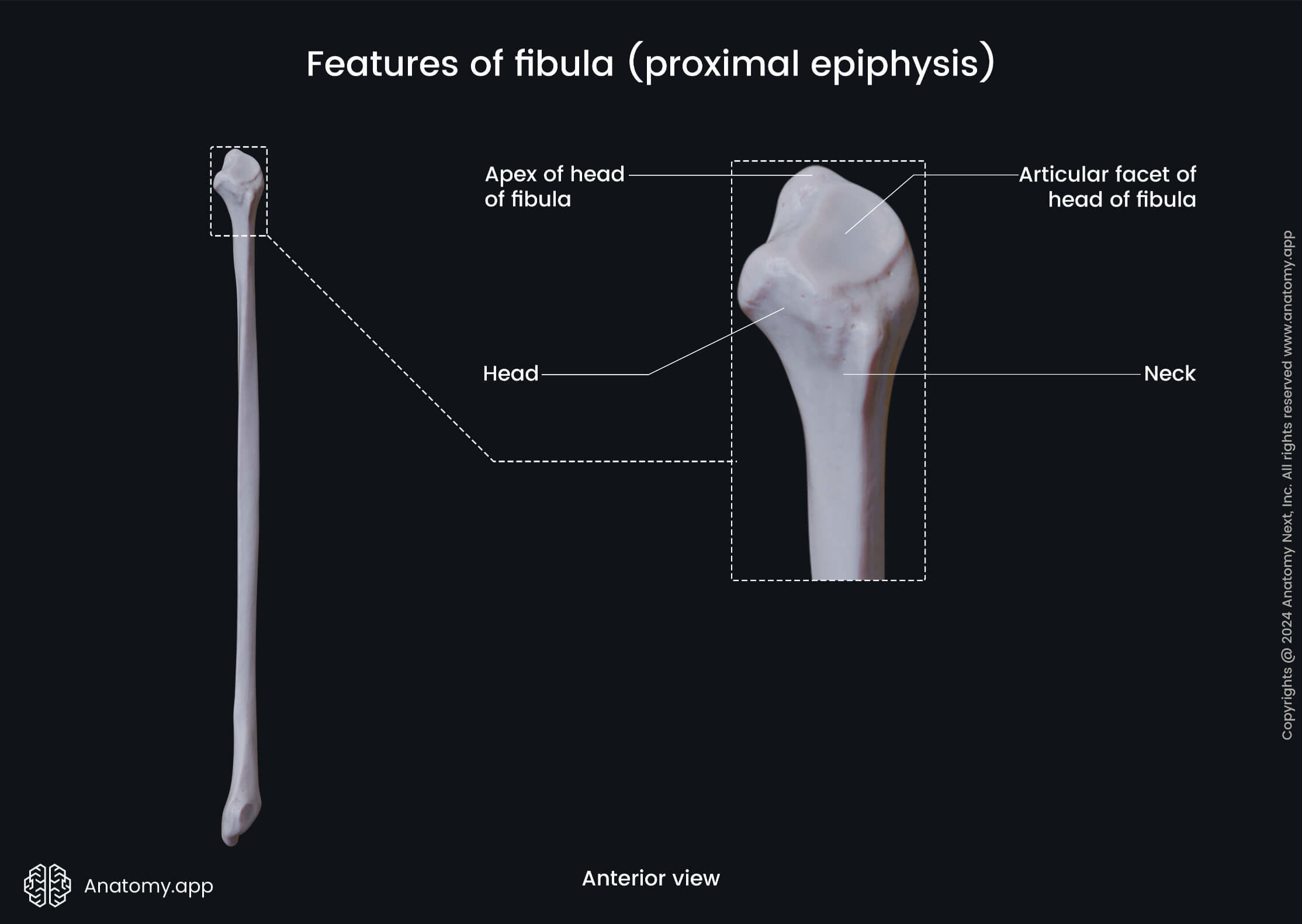 Features of fibula (proximal epiphysis)